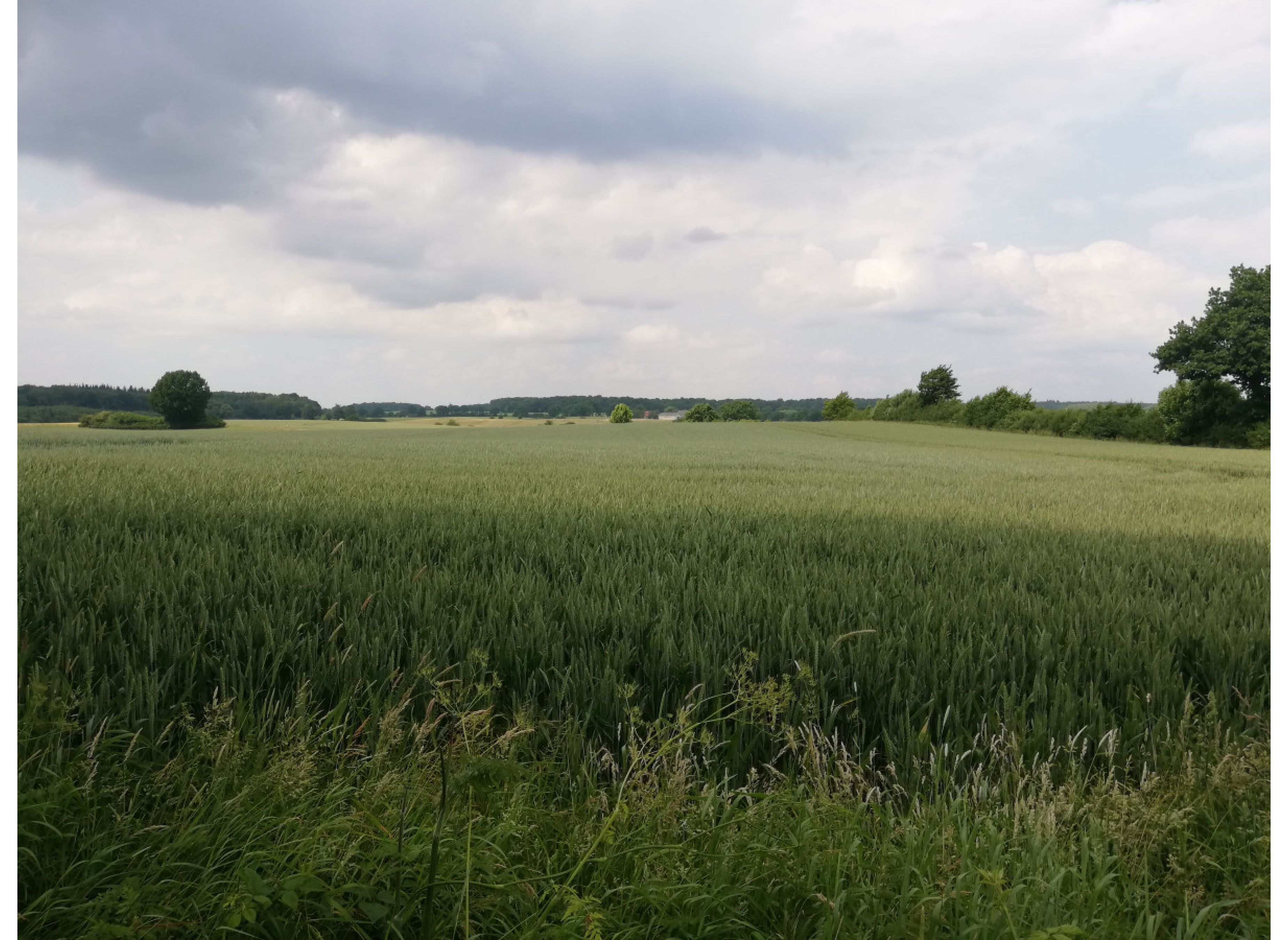 Wiese in der Schleswigholsteinischen Schweiz