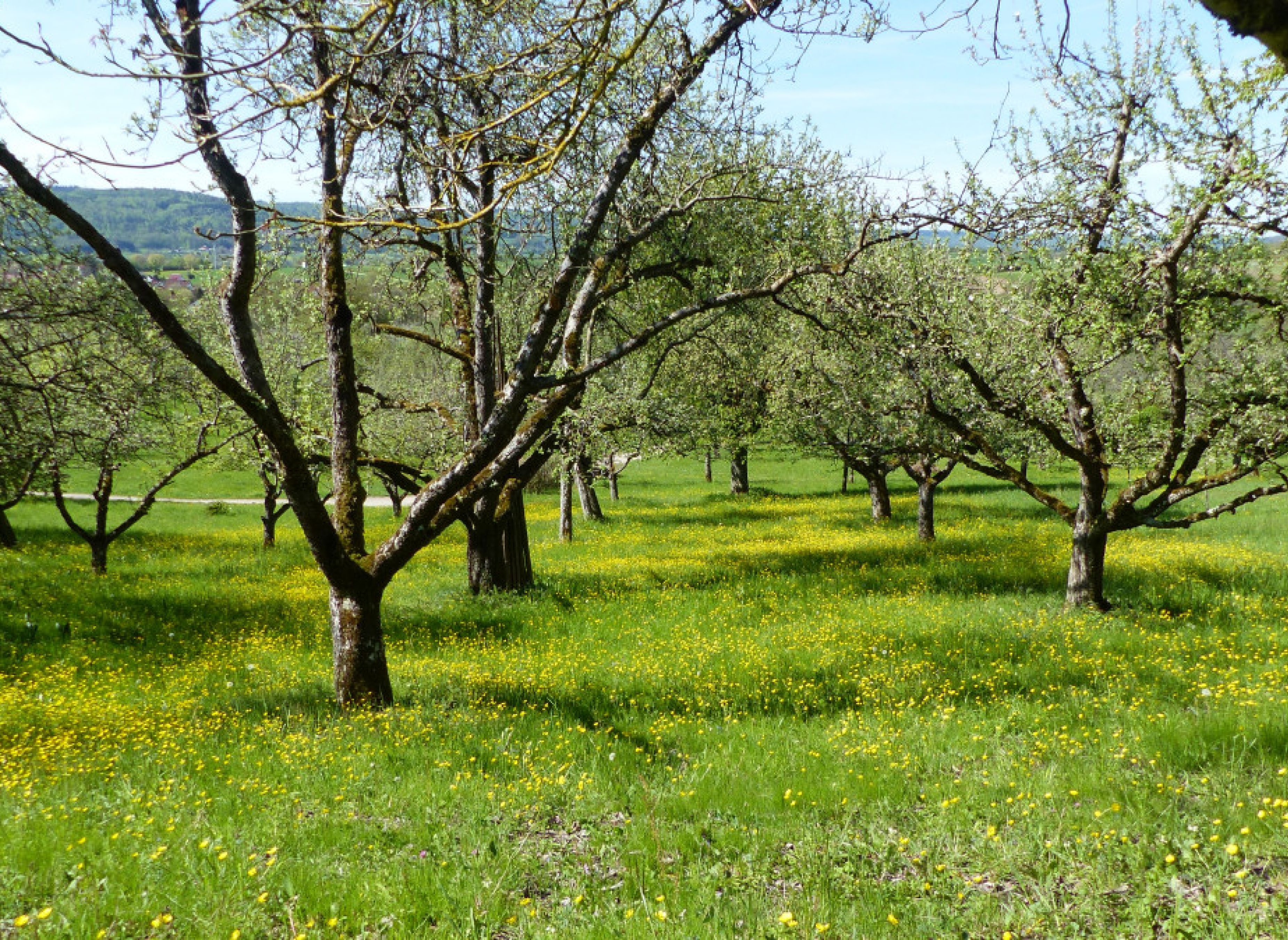 Bio Streuobstwiese Urbacher Ruhe