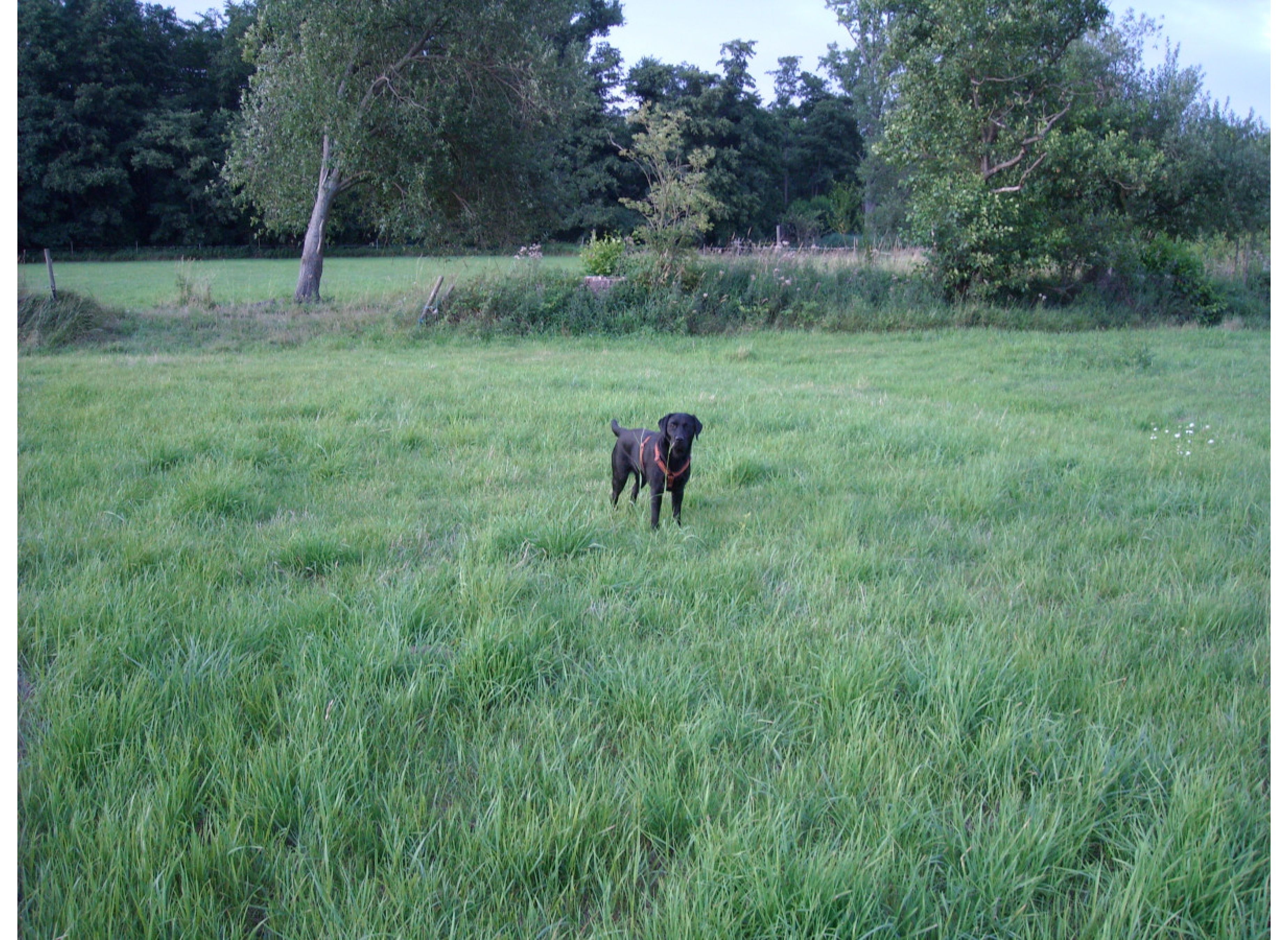 Stellplatz im Grünen Teil von Hassloch  #2 — Photo 2