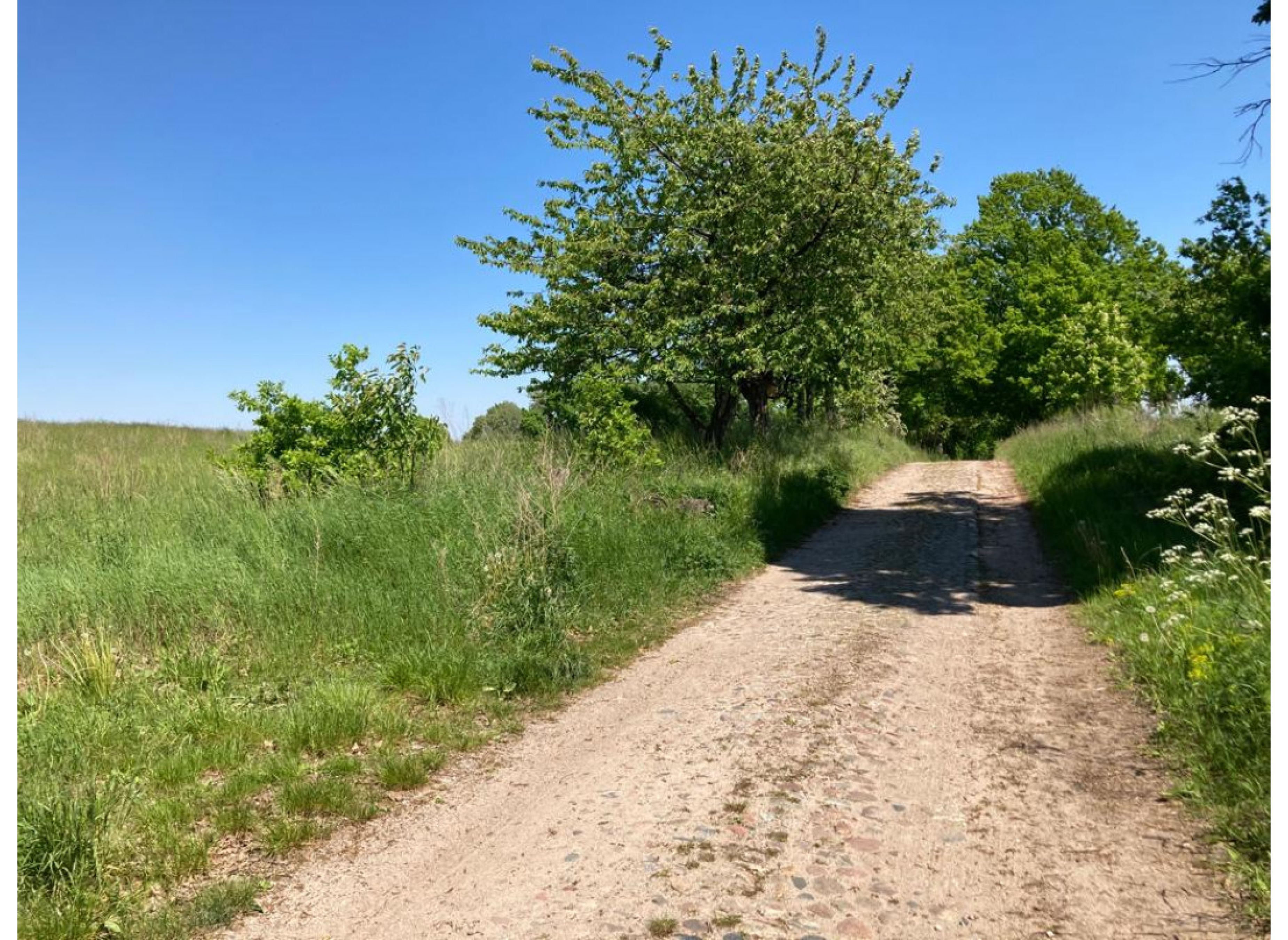 Alte Kirschen Allee — Photo 2