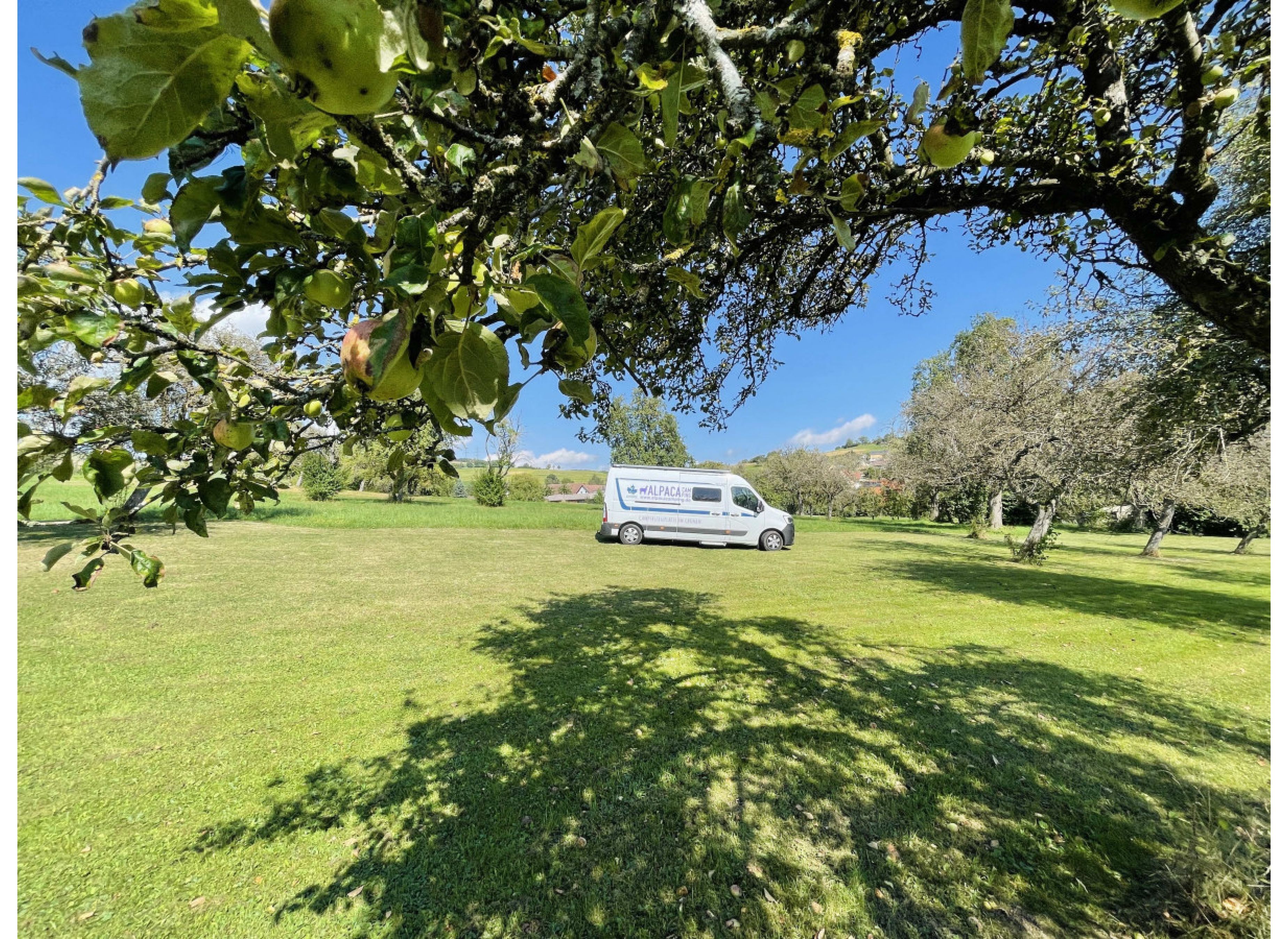 Umgeben von Bäumen auf einer grünen Wiese — Photo 2