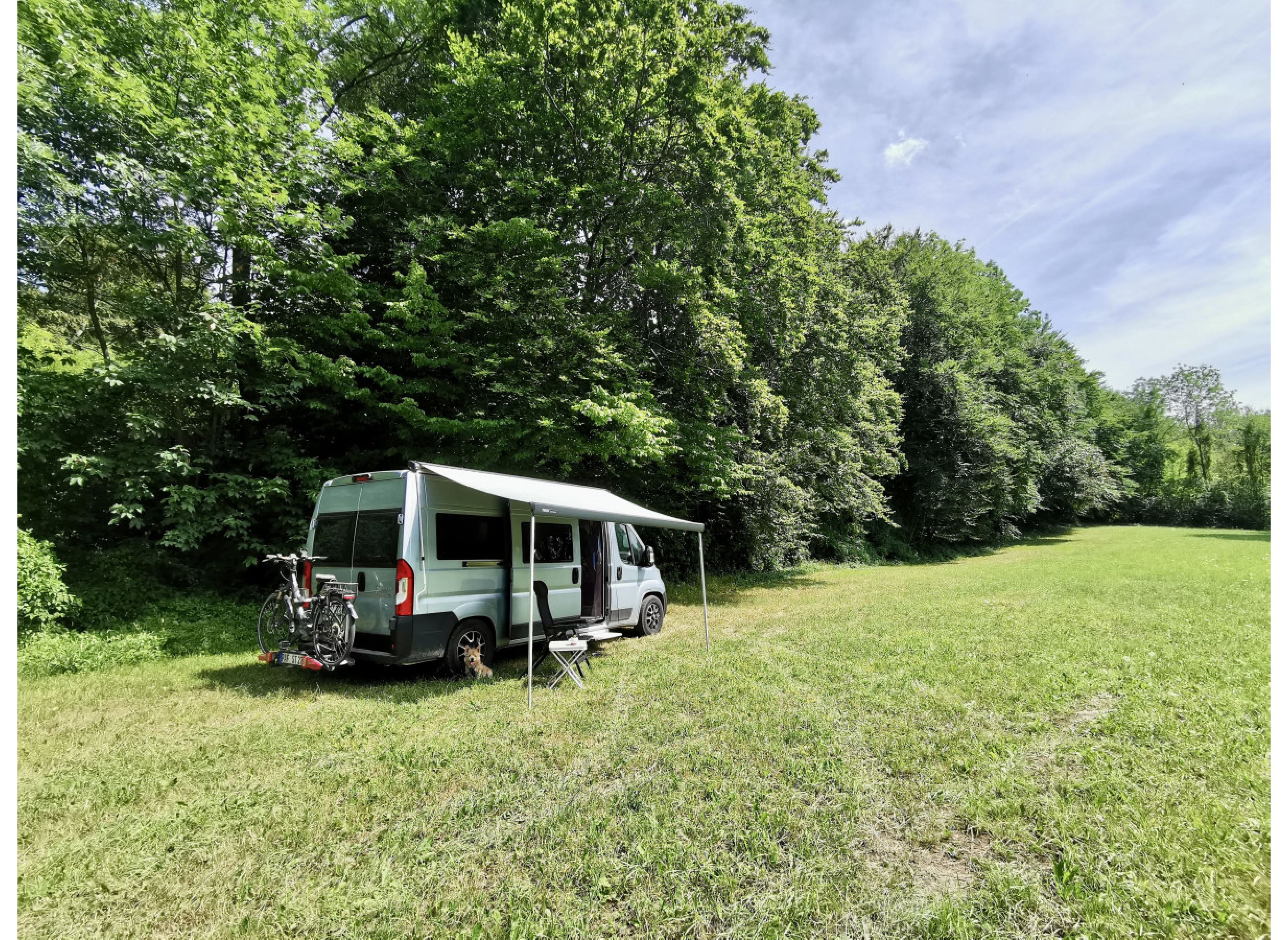 Grüne Wiese am Waldrand