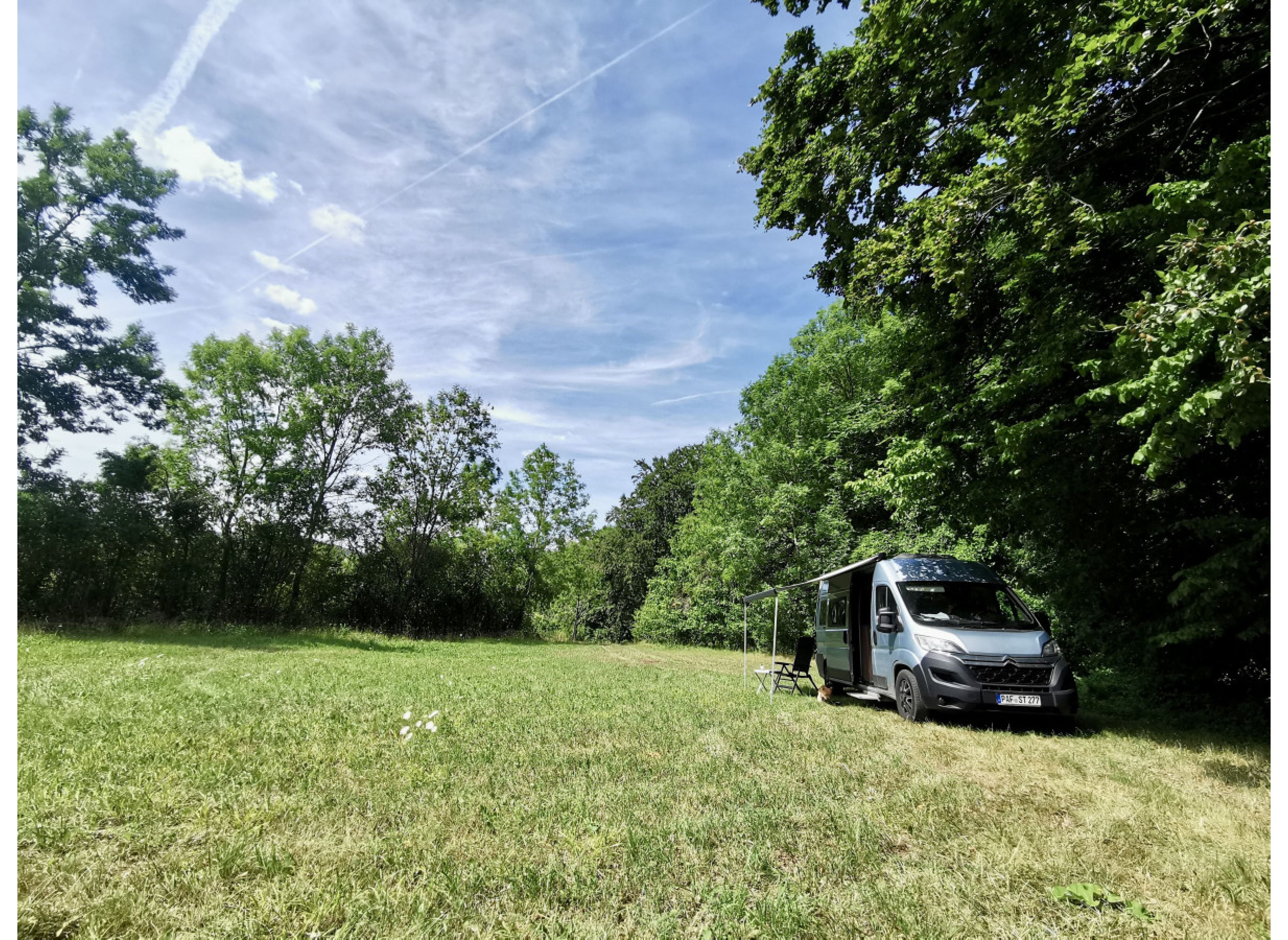 Grüne Wiese am Waldrand — Photo 3