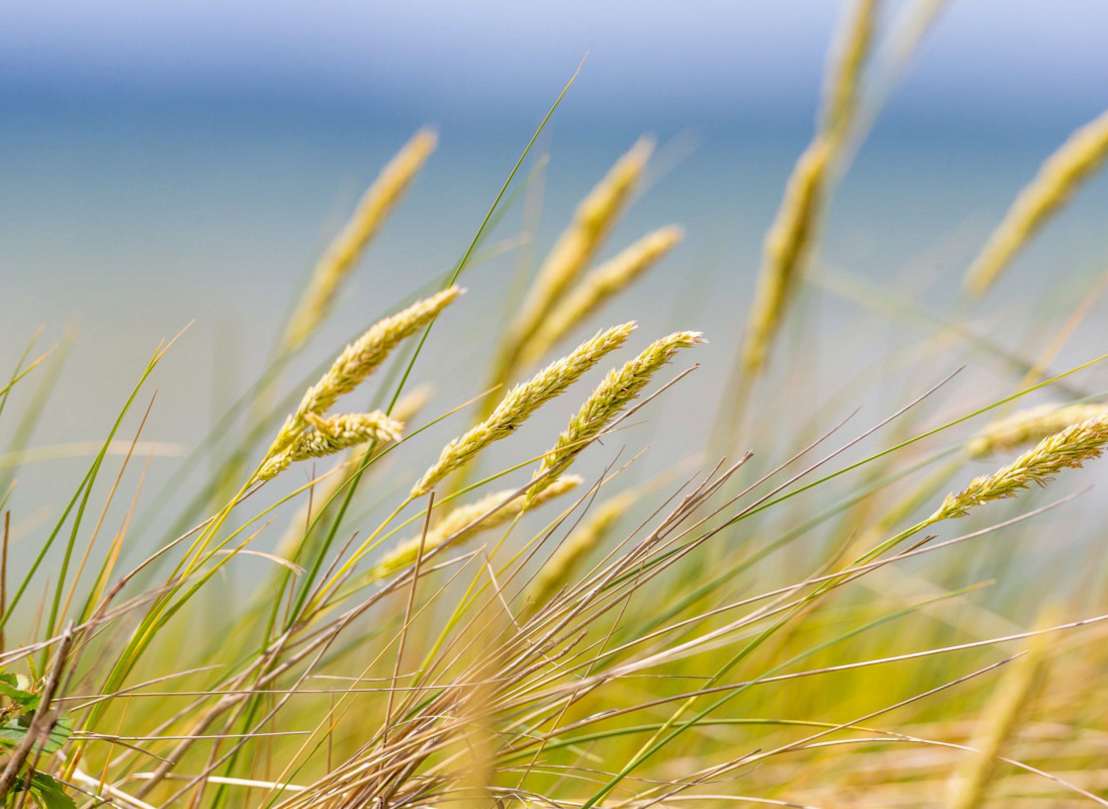 Tiny Seaside - Loddenhøj — Photo 2