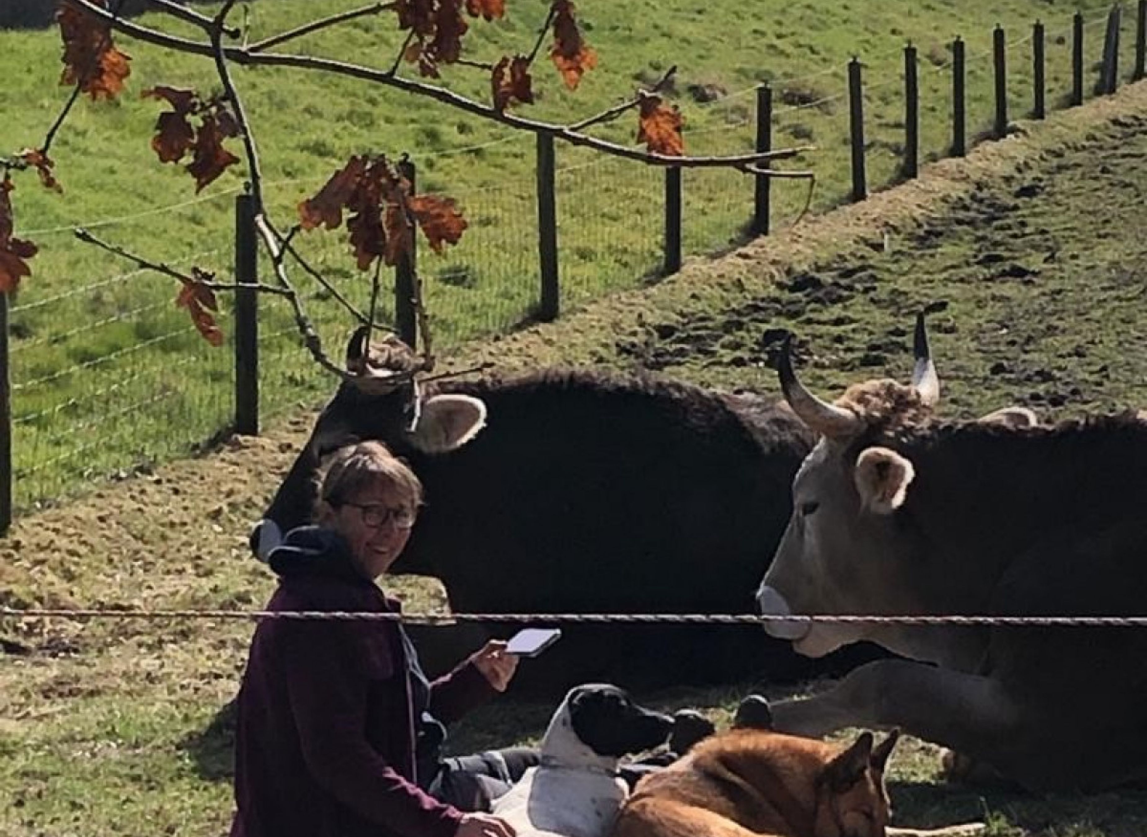 Auszeit mit Tieren in Nordseenähe #2