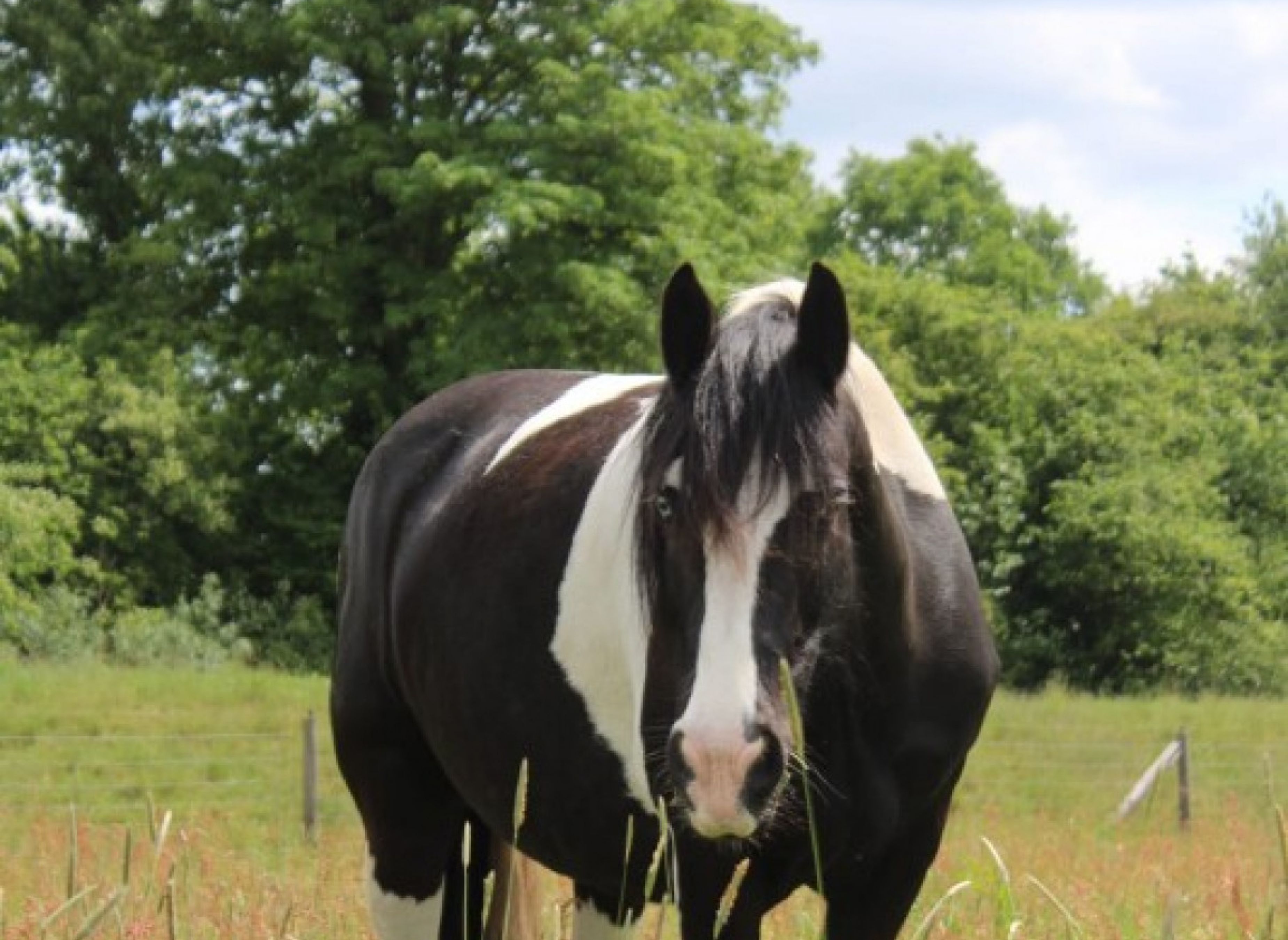 Auszeit mit Tieren in Nordseenähe #2 — Photo 2