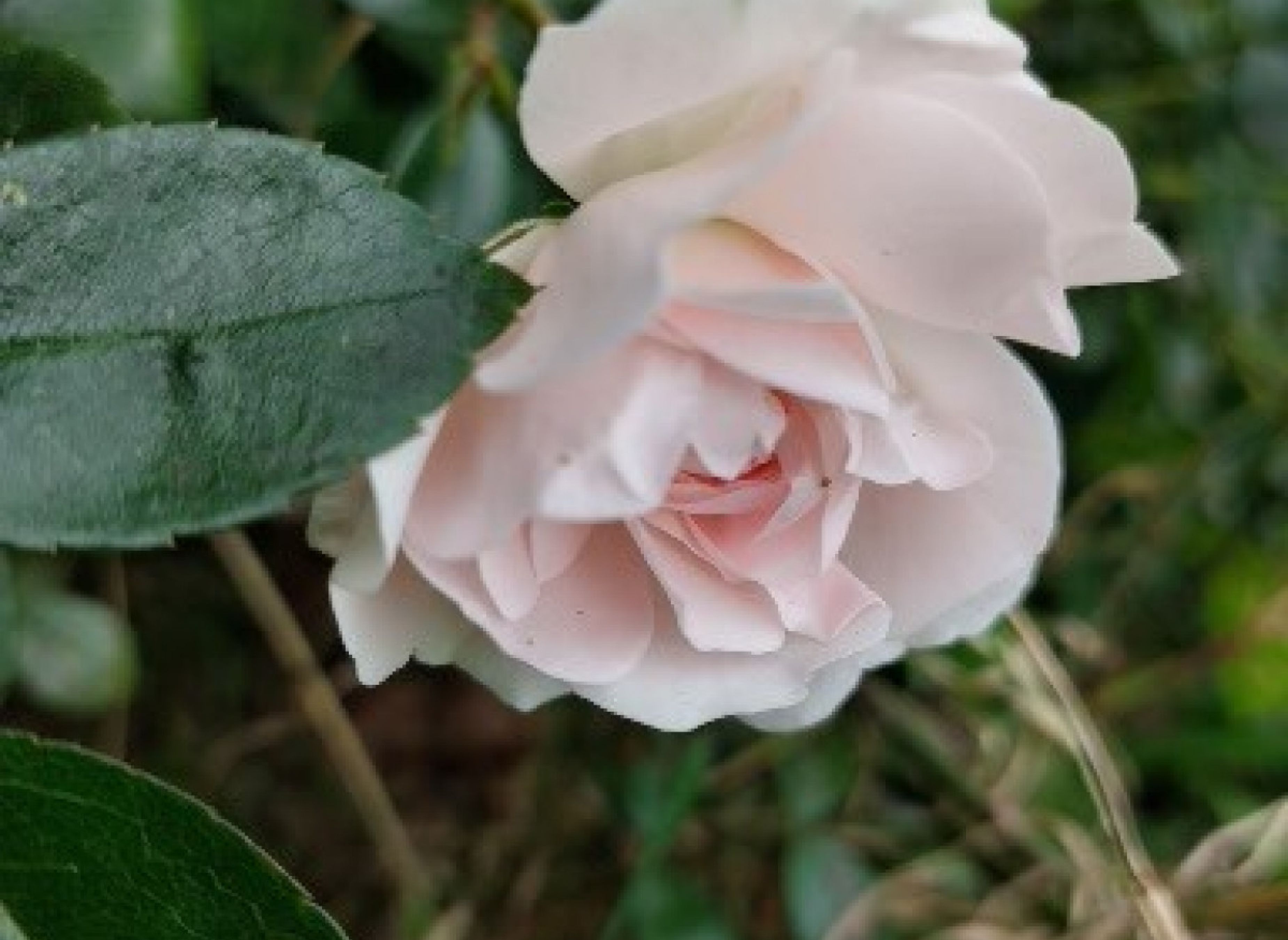 Auszeit mit Tieren in Nordseenähe #2 — Photo 3