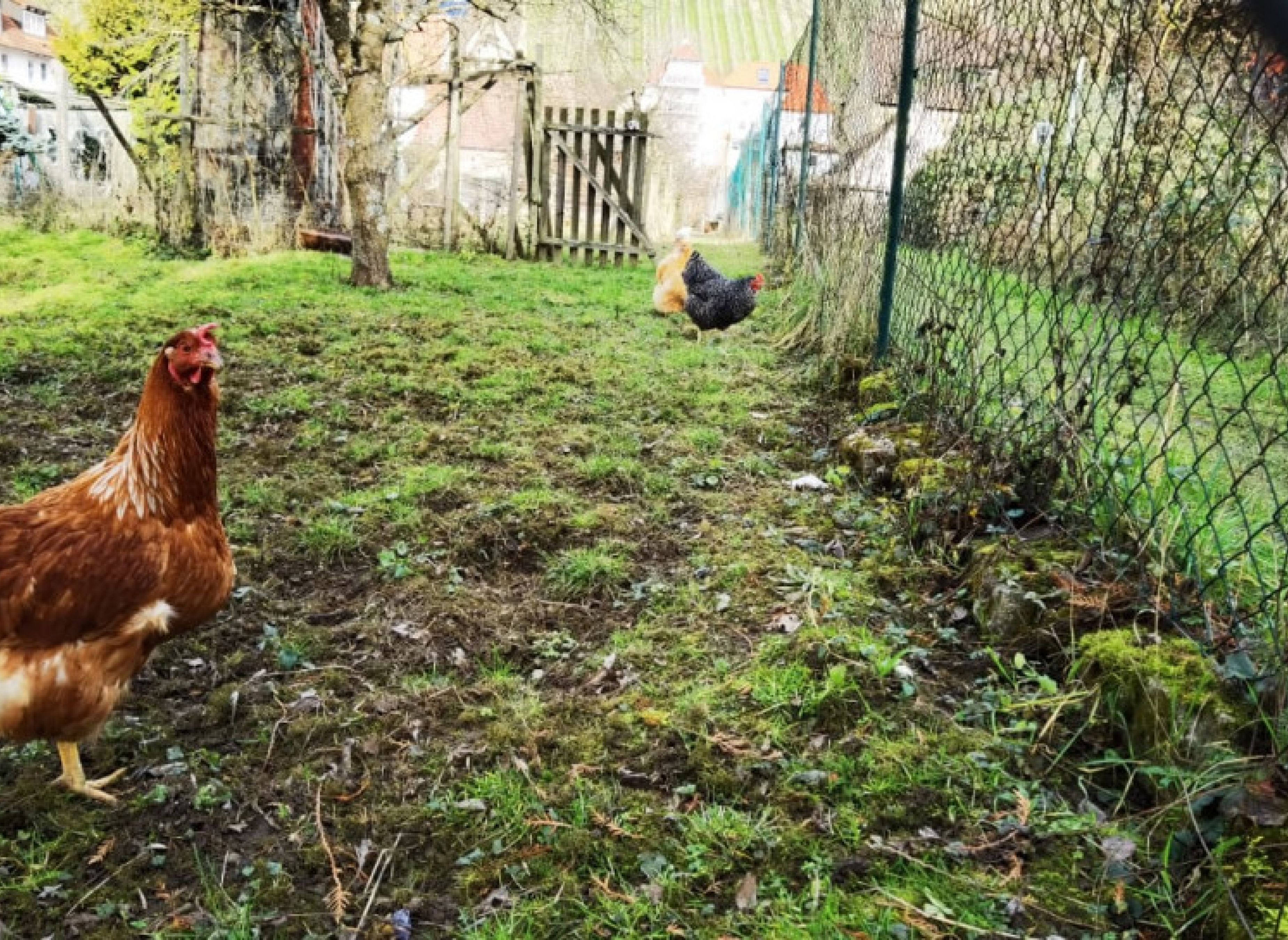 Zwischen den Weinbergen und dem Main in Randersacker