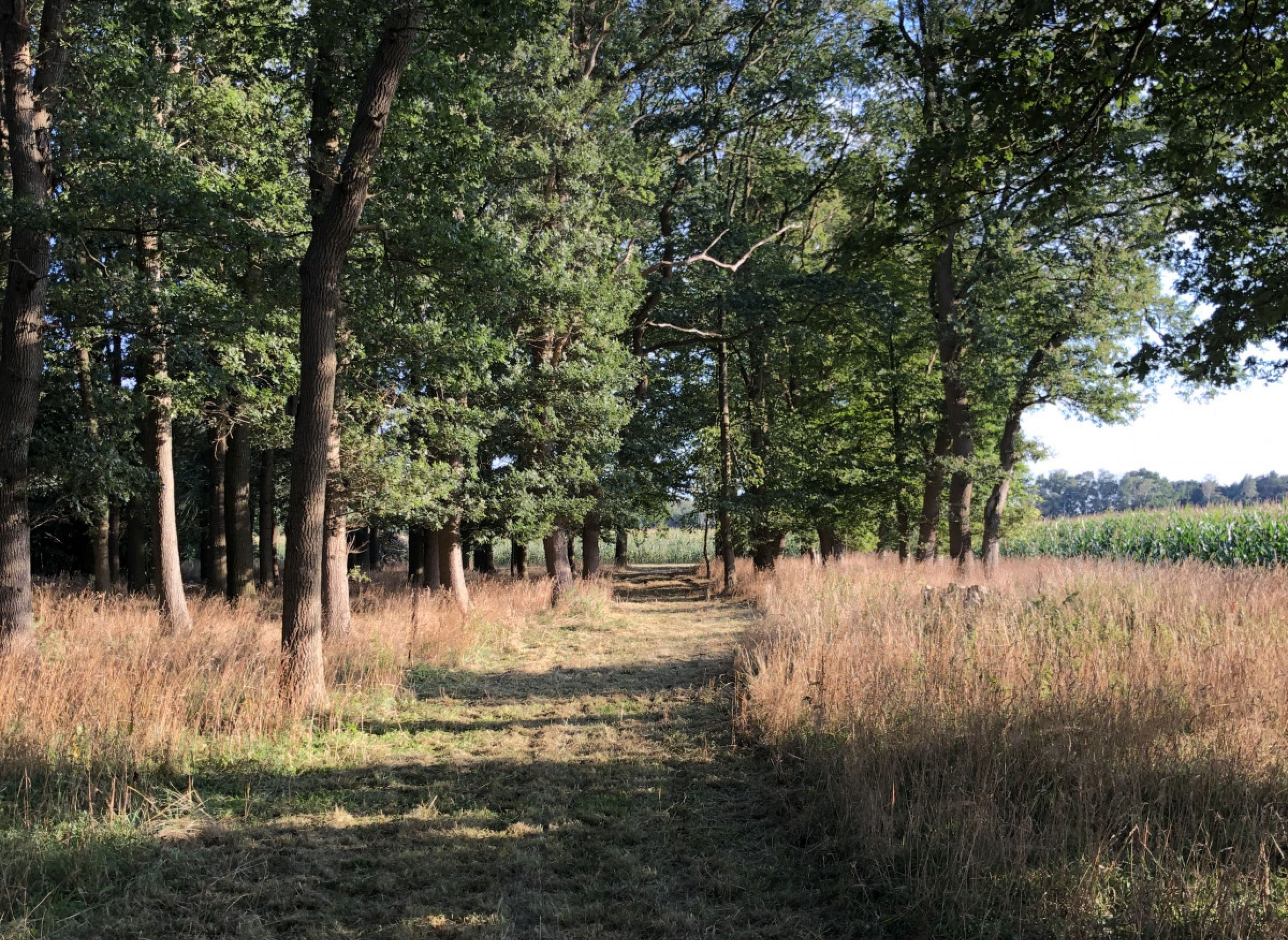 Einzelstellplatz am Eichenwald — Photo 2