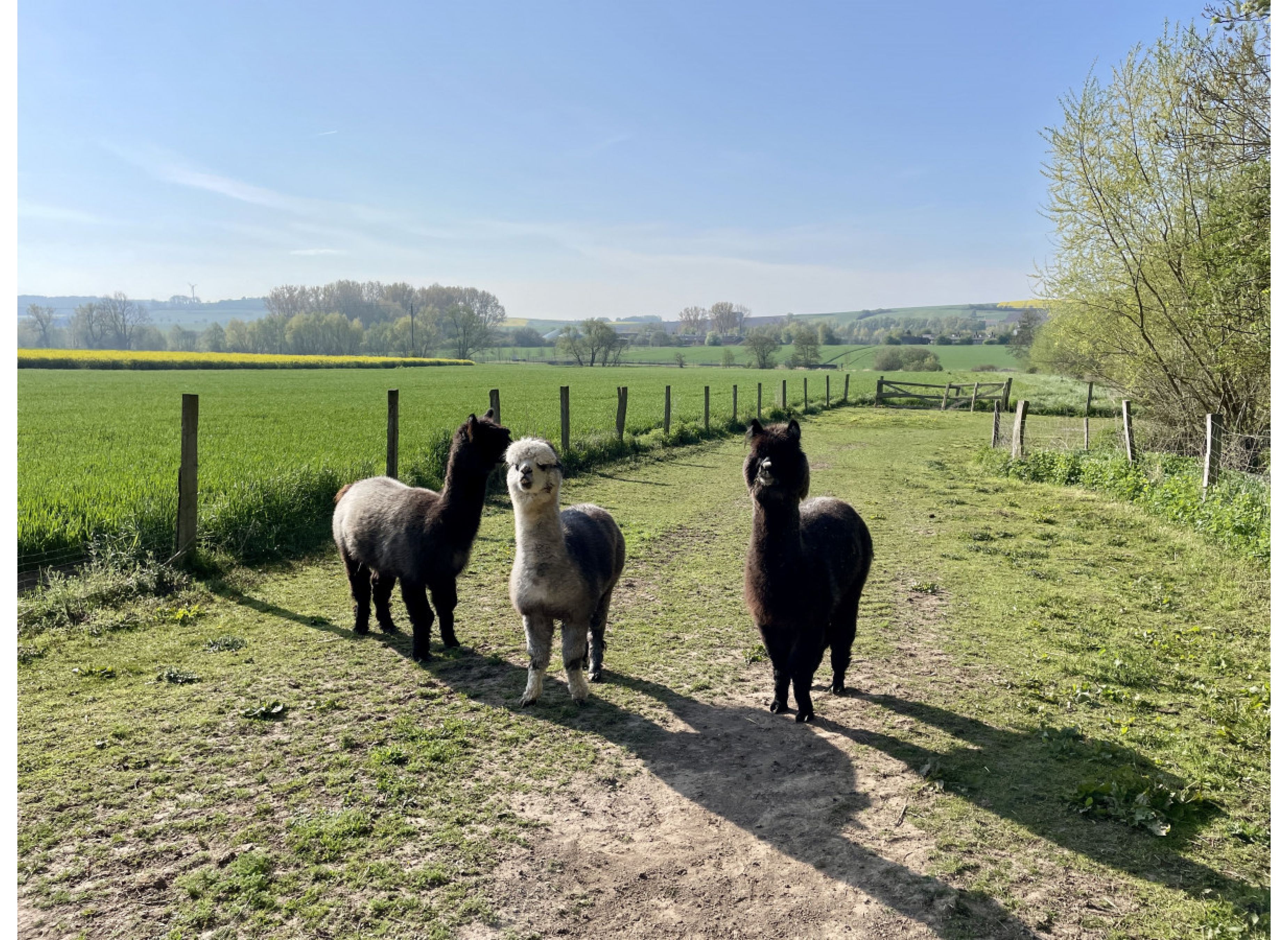 An der Alpakawiese — Photo 2