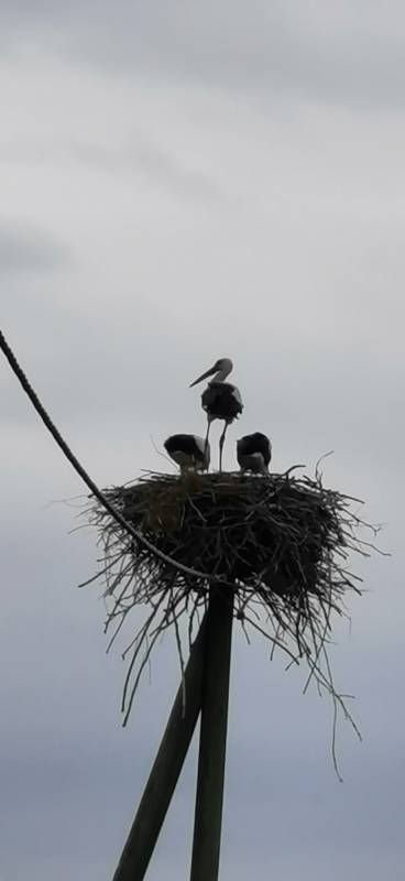 Bingenheimer Ried — Photo 3