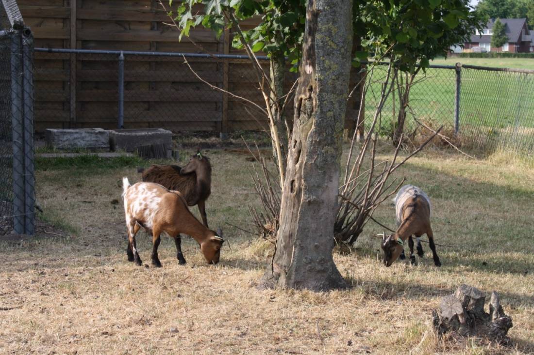 Erve Bogman Camperplaats — Photo 6