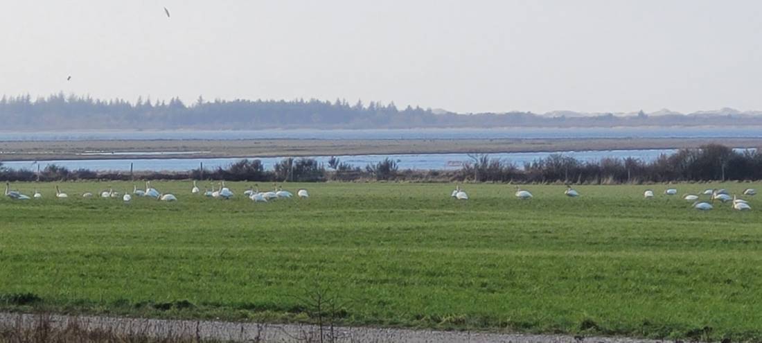 Filsø Aktiv Naturferie — Photo 3