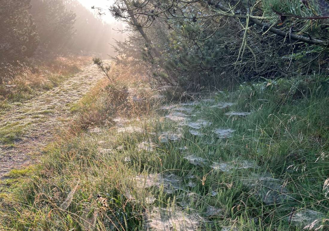 Nymindegab Familie Camping — Photo 5