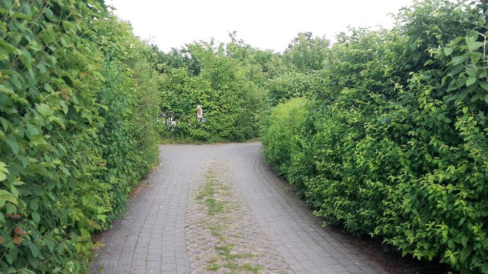 Meergrün Campingpark Olsdorf — Photo 5