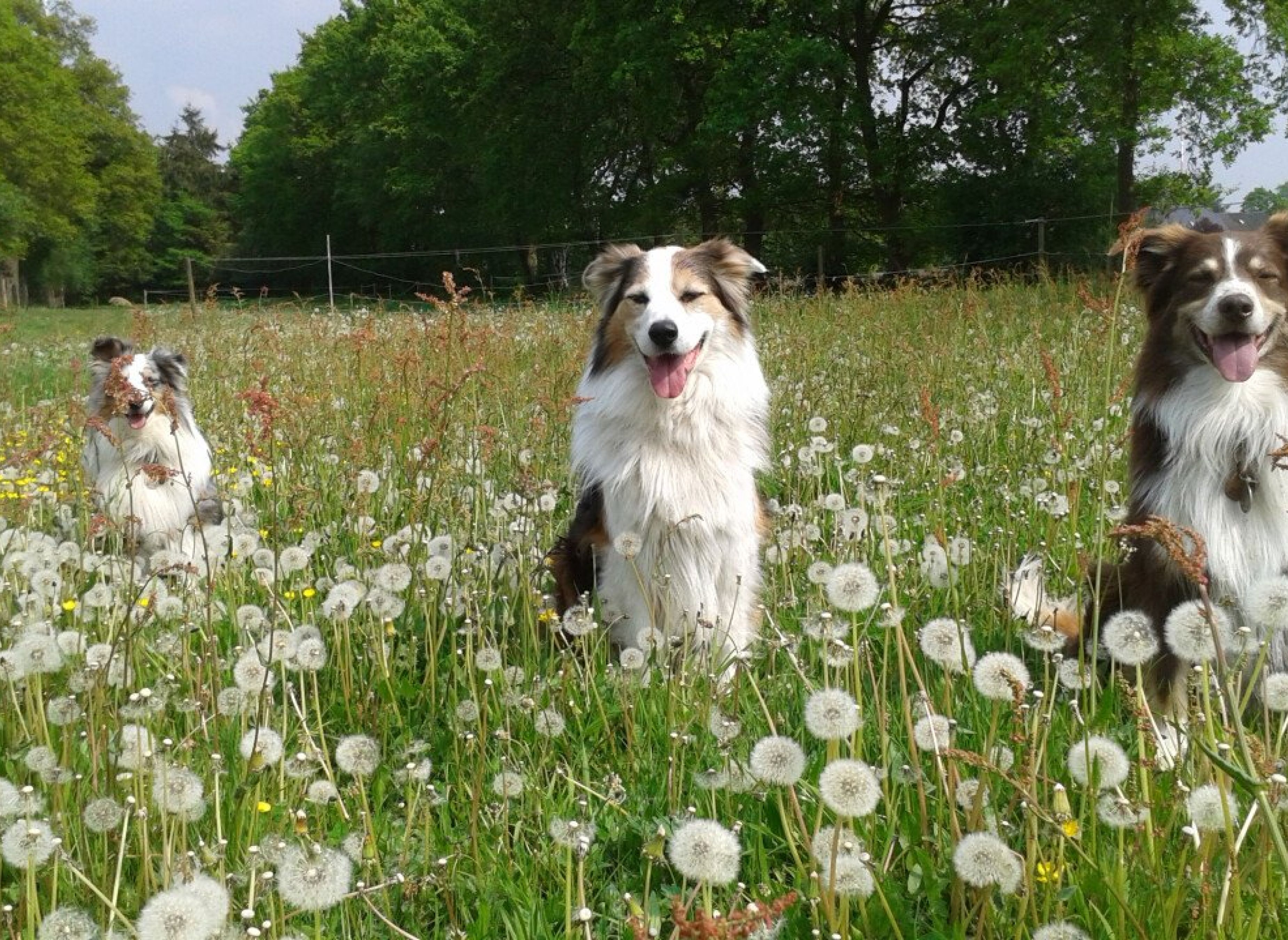 Stellplatz an der Pferdeweide — Photo 2