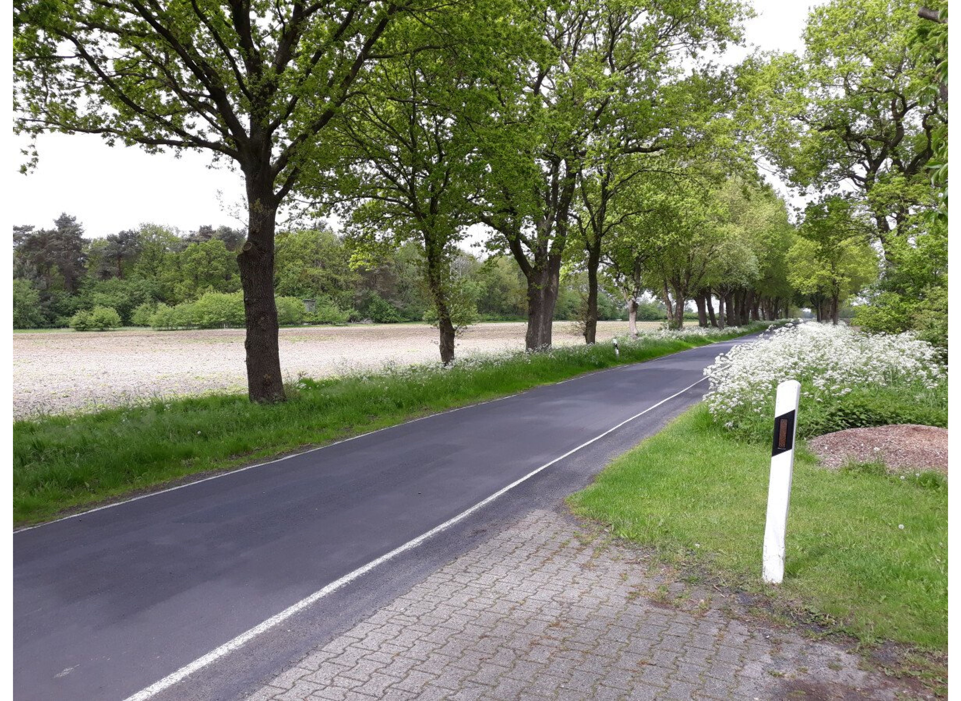 Entspannung in Waldesnähe — Photo 3