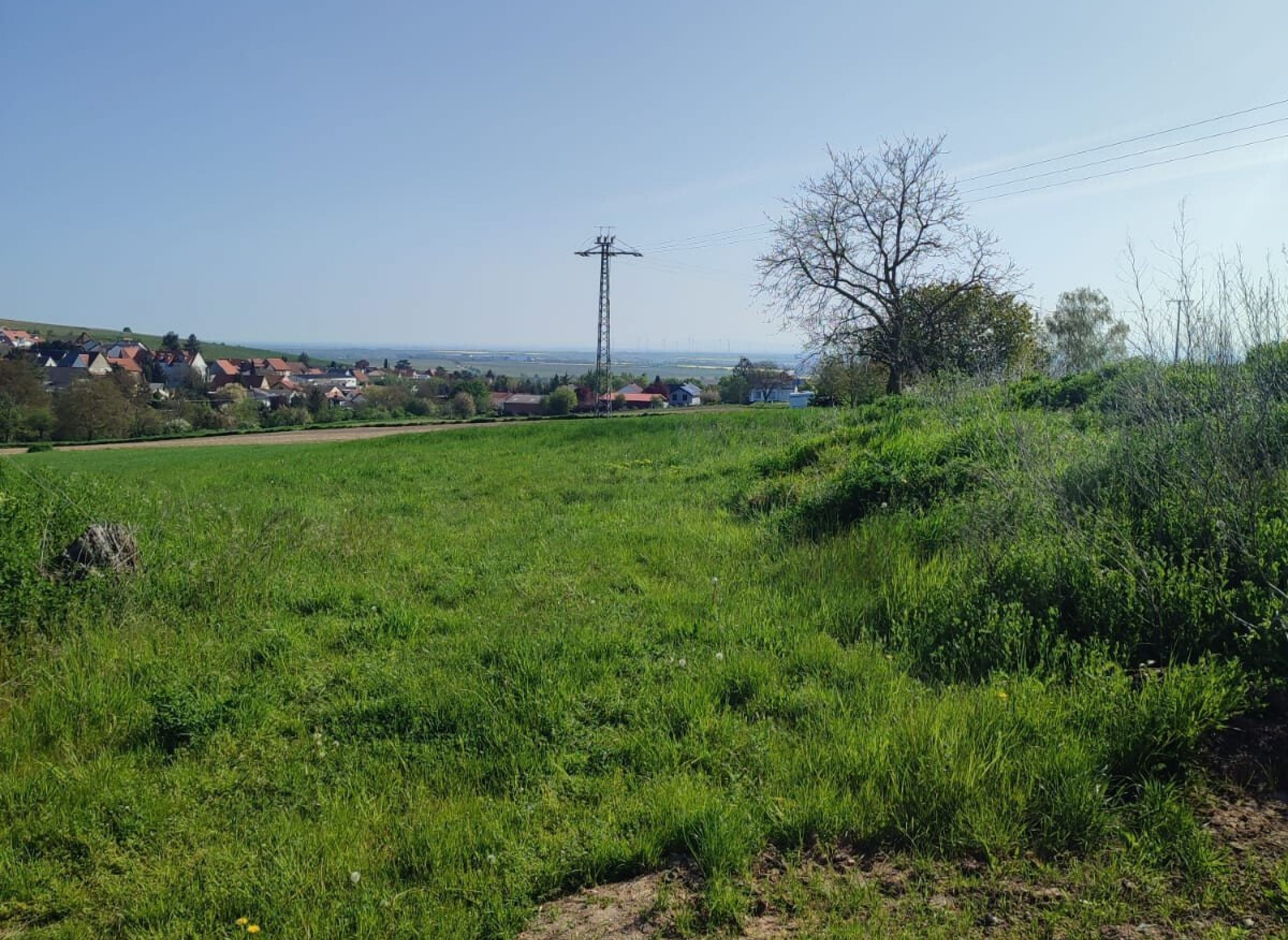 Am Rande von Kindenheim mit Blick auf den Ort Kindenheim und die Rheinebene