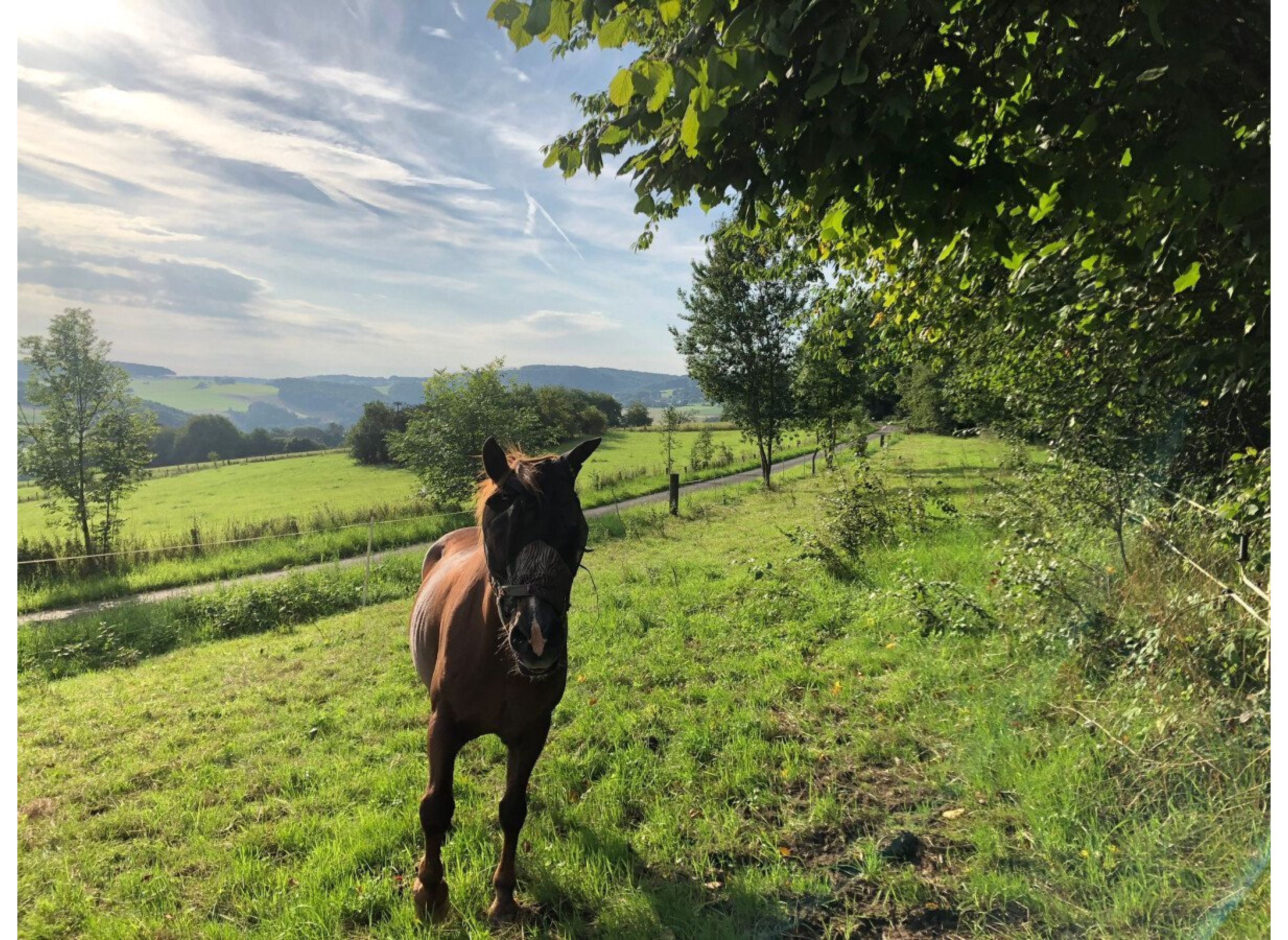 Wiese an der alten Schule — Photo 2