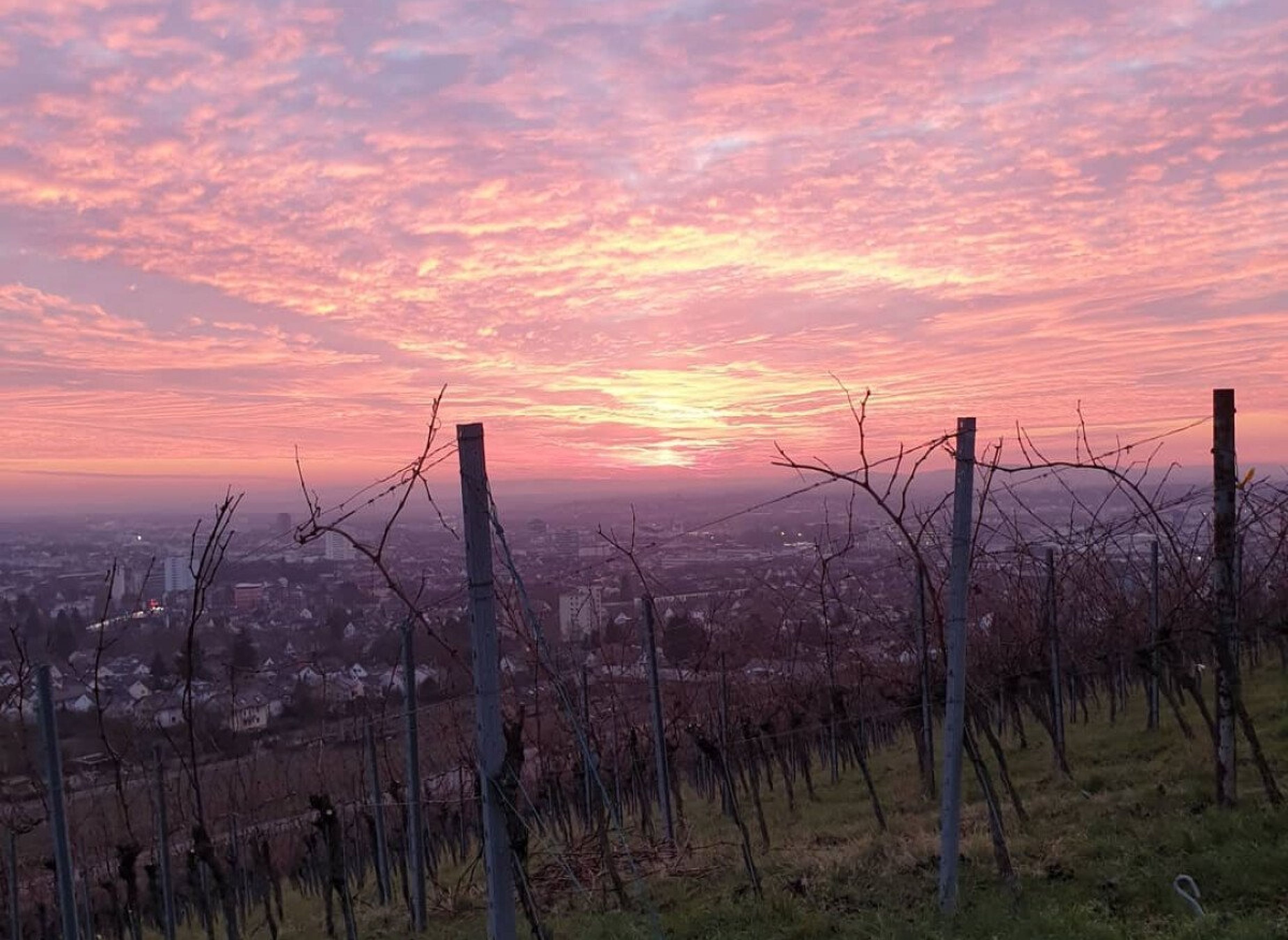 Wohnen am Weingut am Fuße des Wartbergs — Photo 2