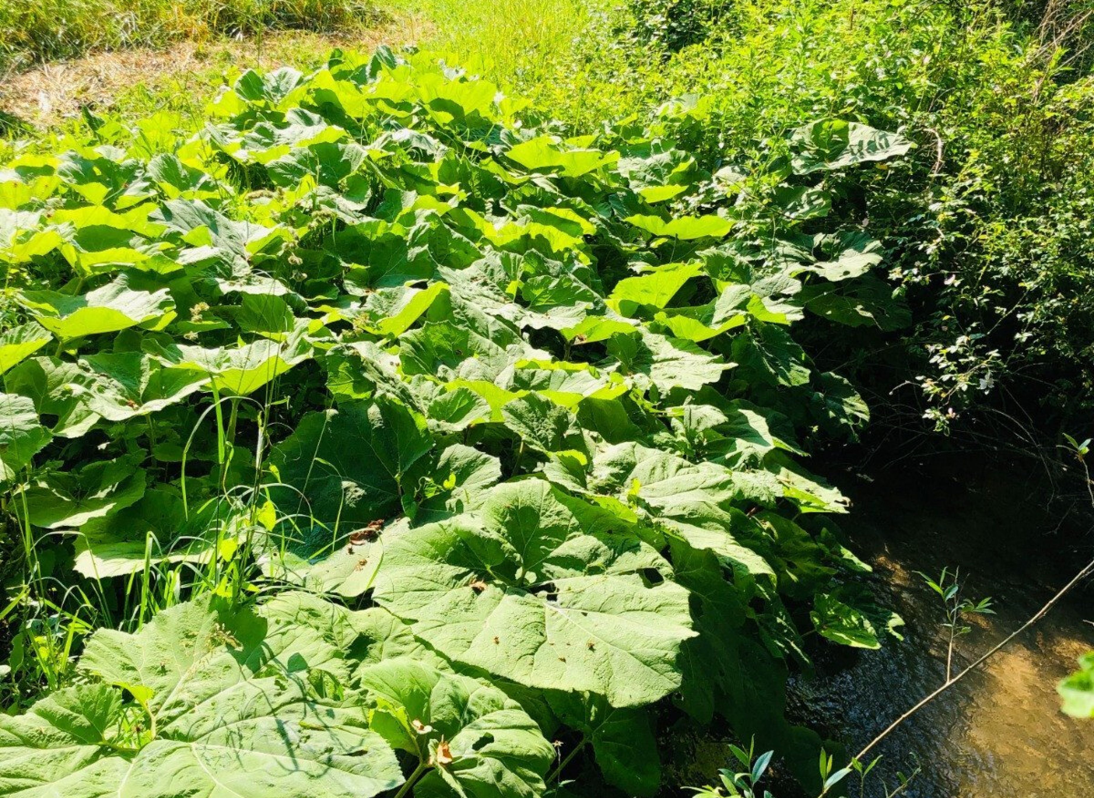 Lauschiger Wiesenstellplatz zwischen zwei kleinen Bächen — Photo 3