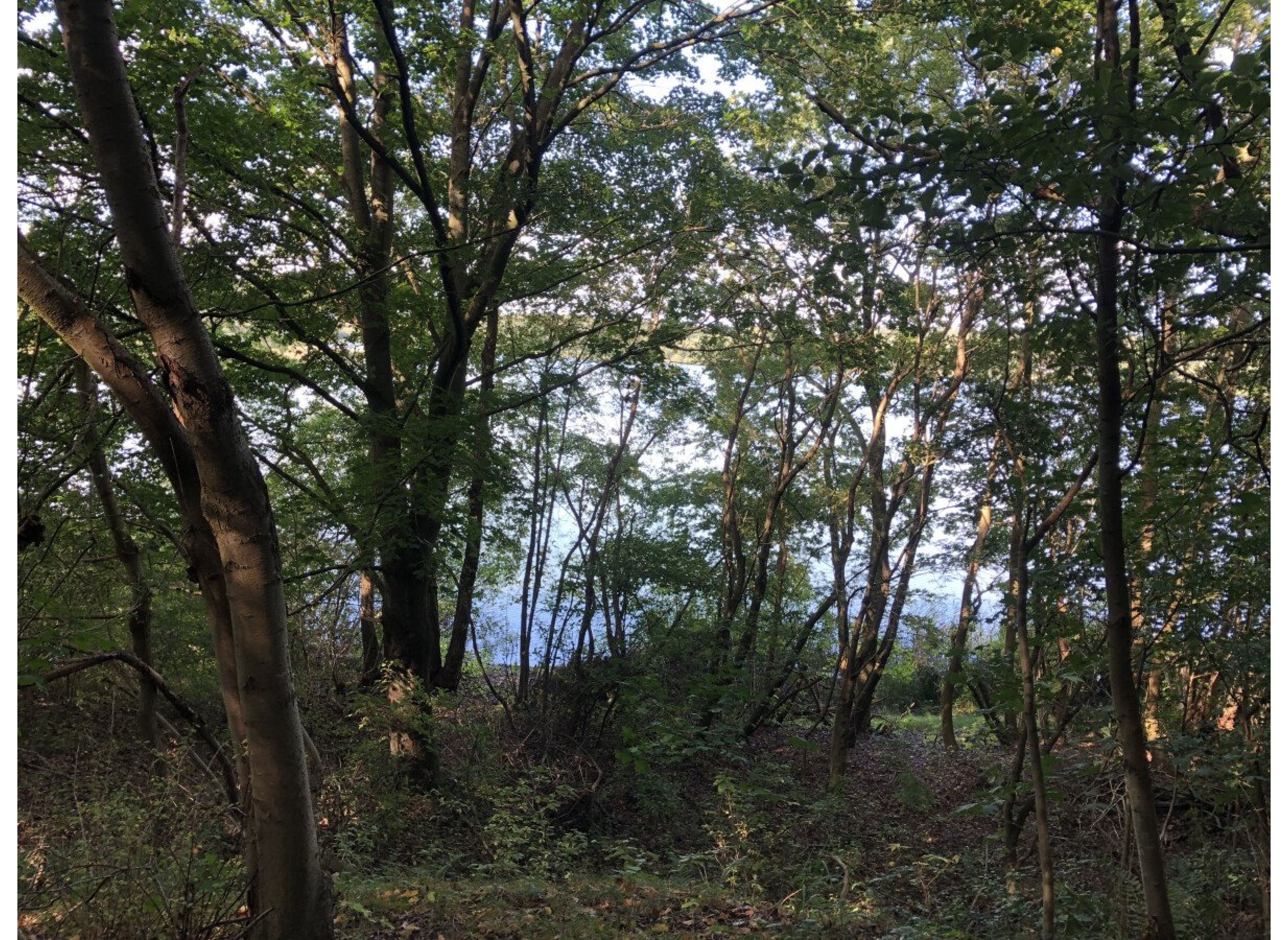 Am See im Wald — Photo 2