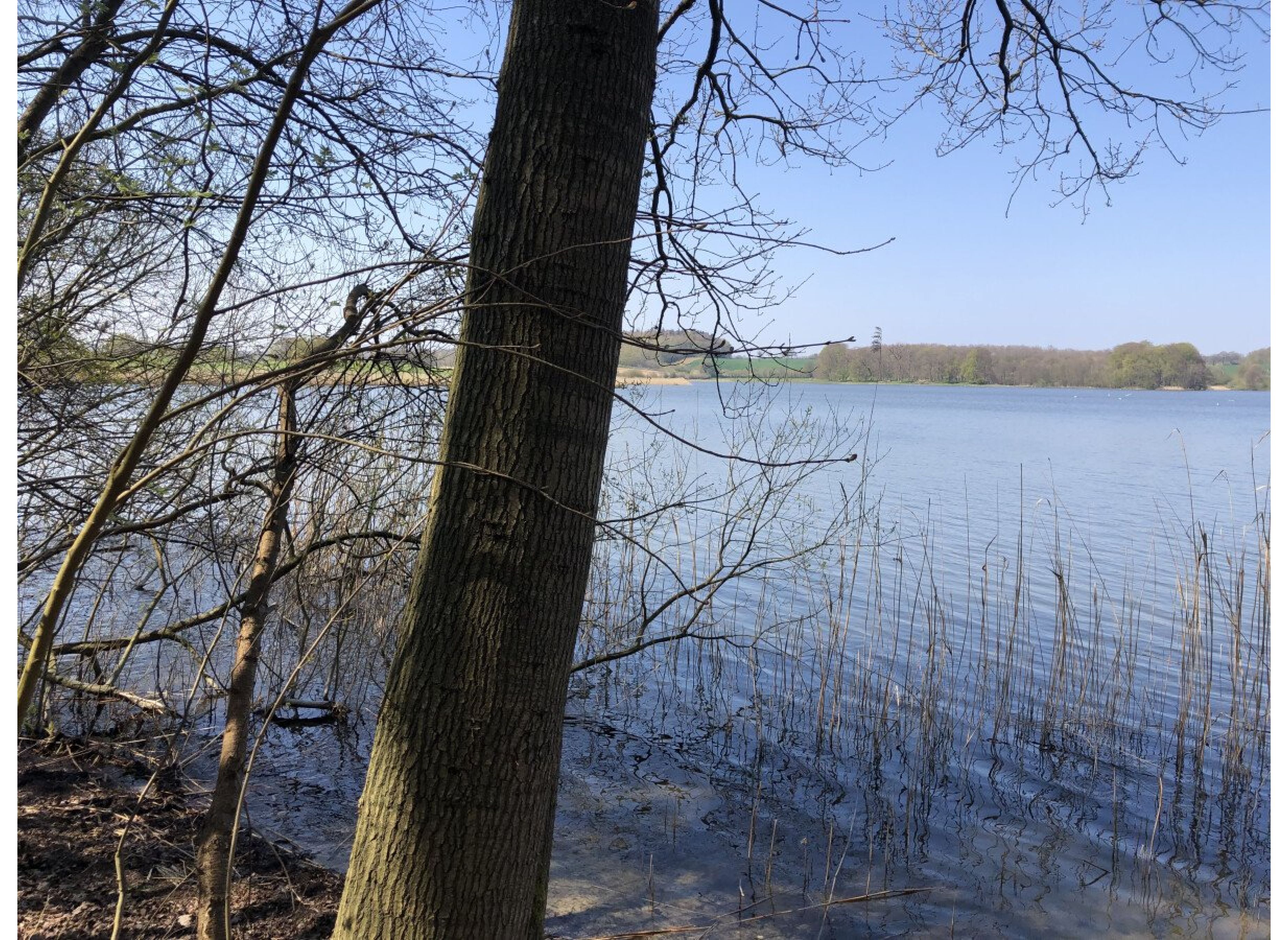 Am See im Wald — Photo 3