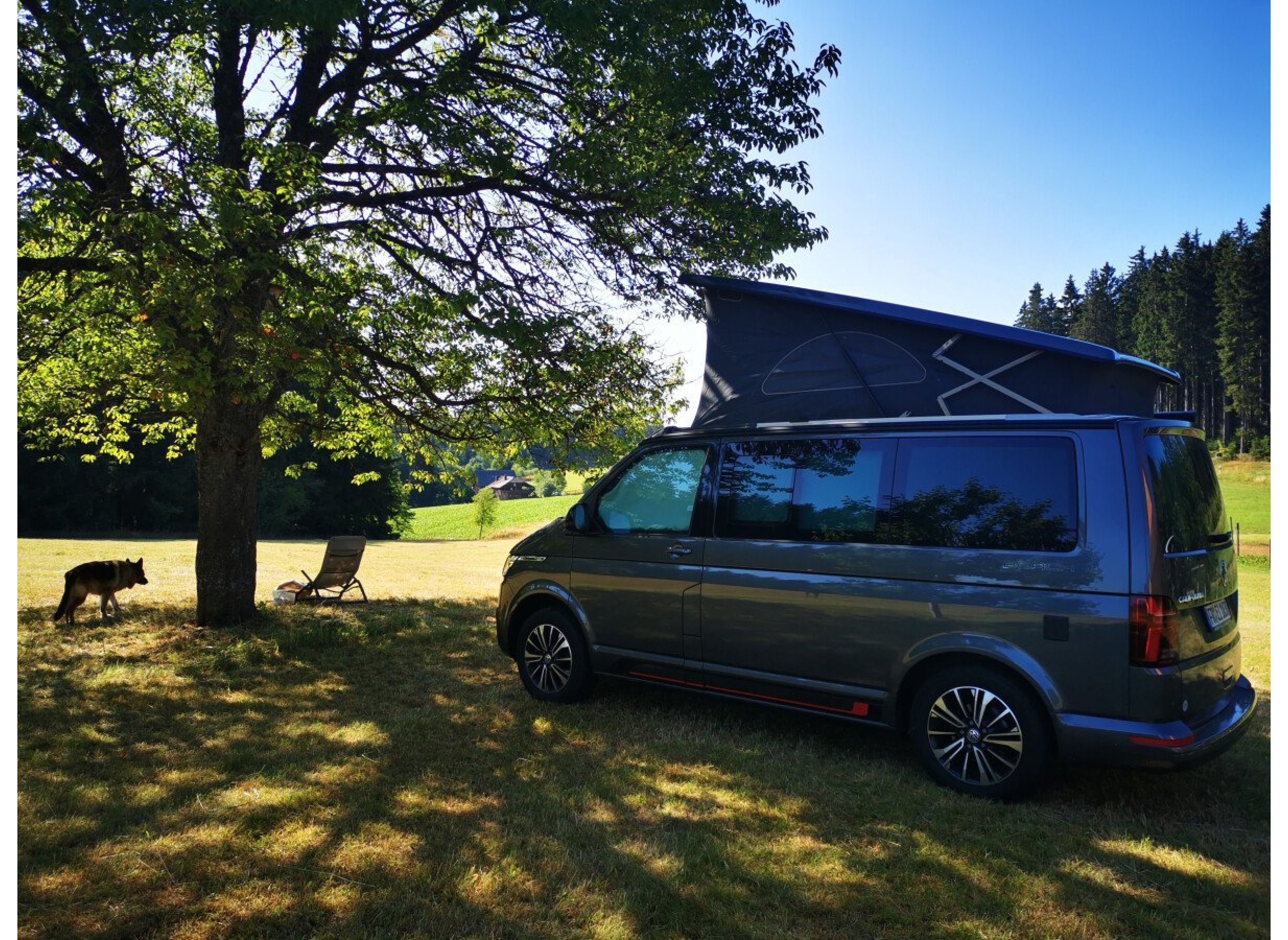 In der Waldstadt unterm Kirschbaum