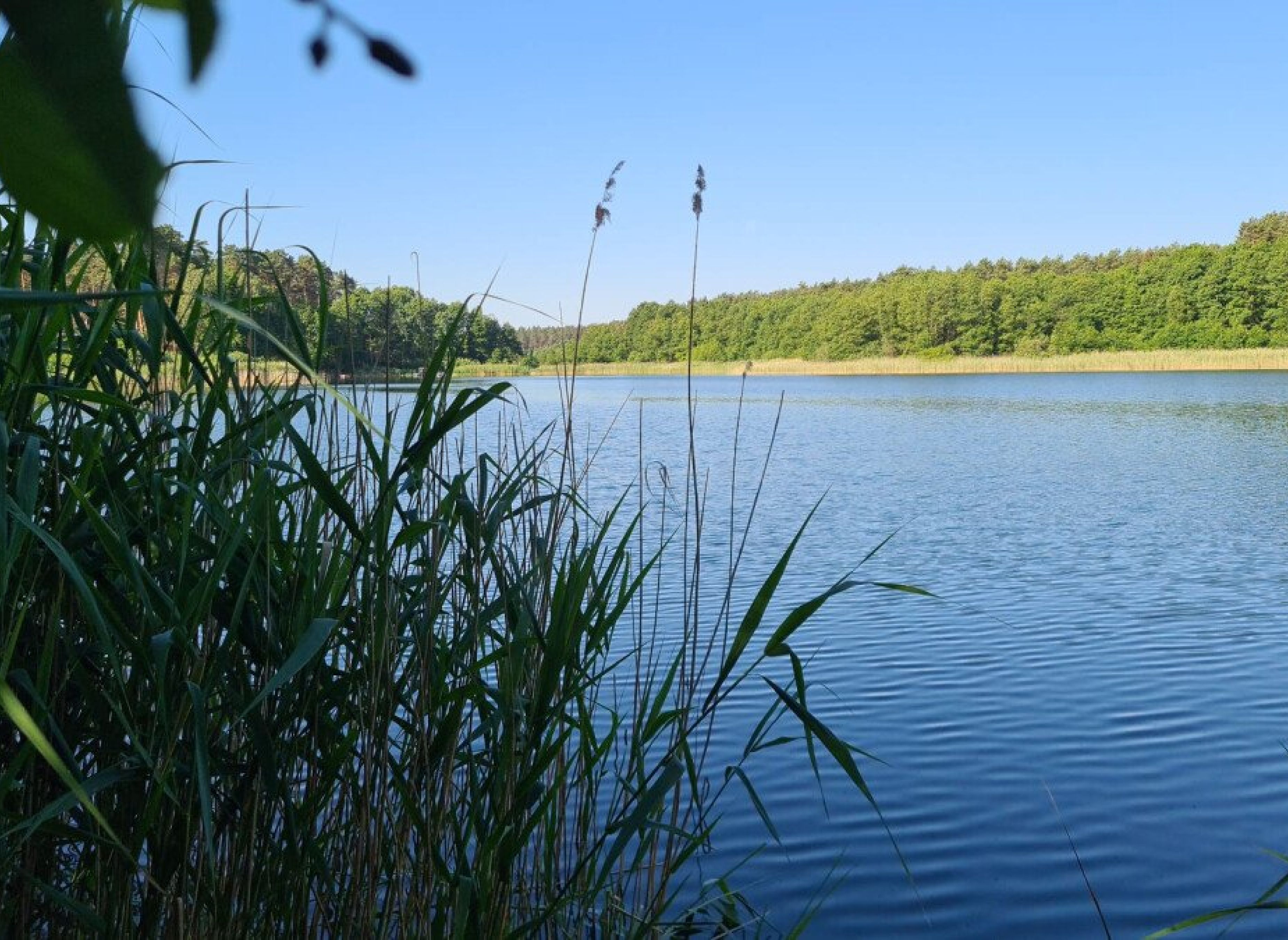 Natur pur genießen am See, inmitten ausgedehnter Wälder in Lychen