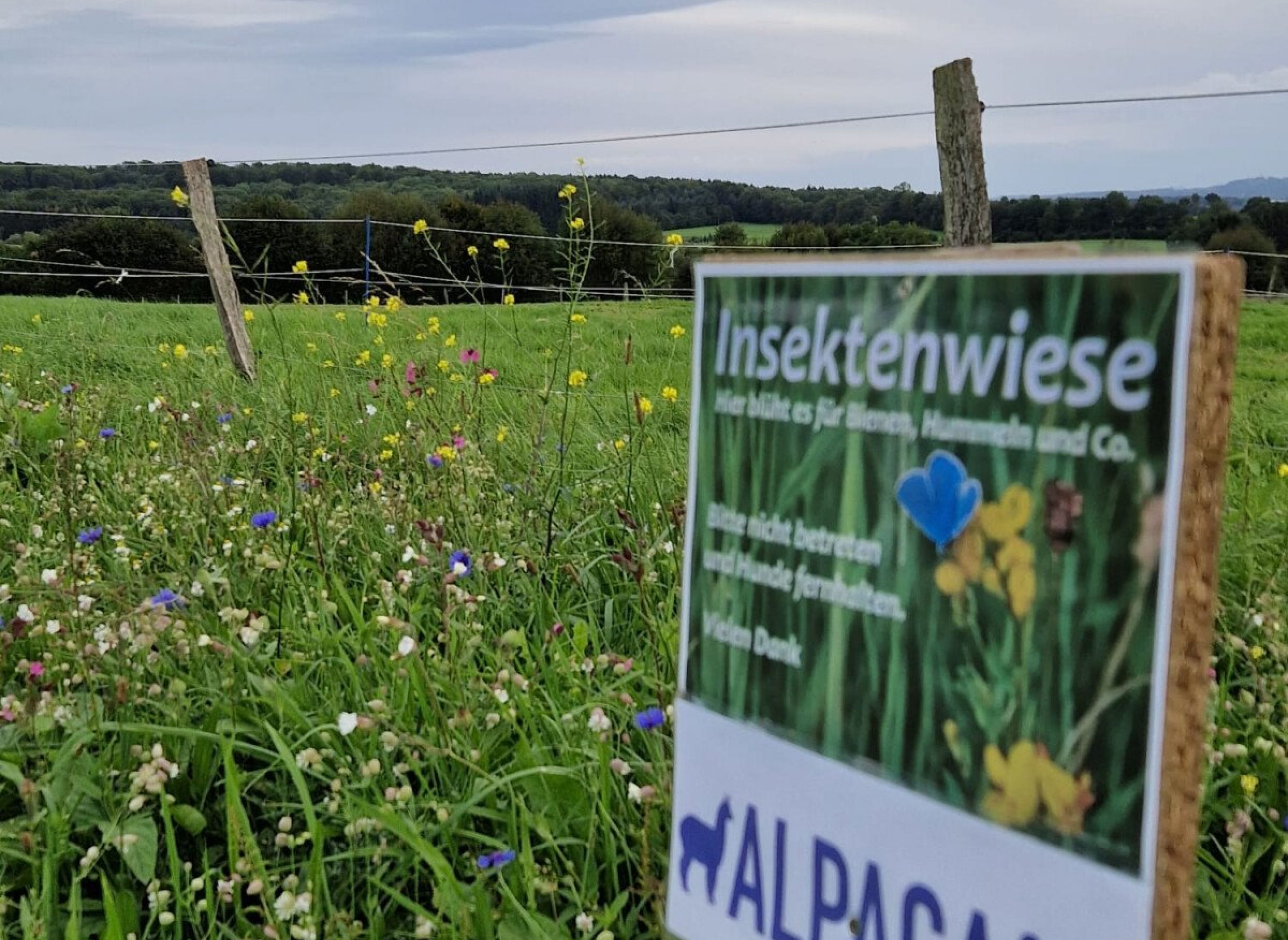Entspannte Auszeit inmitten der Natur, zwischen Blumenwiesen und Feldern. Sonnenaufgang — Photo 3