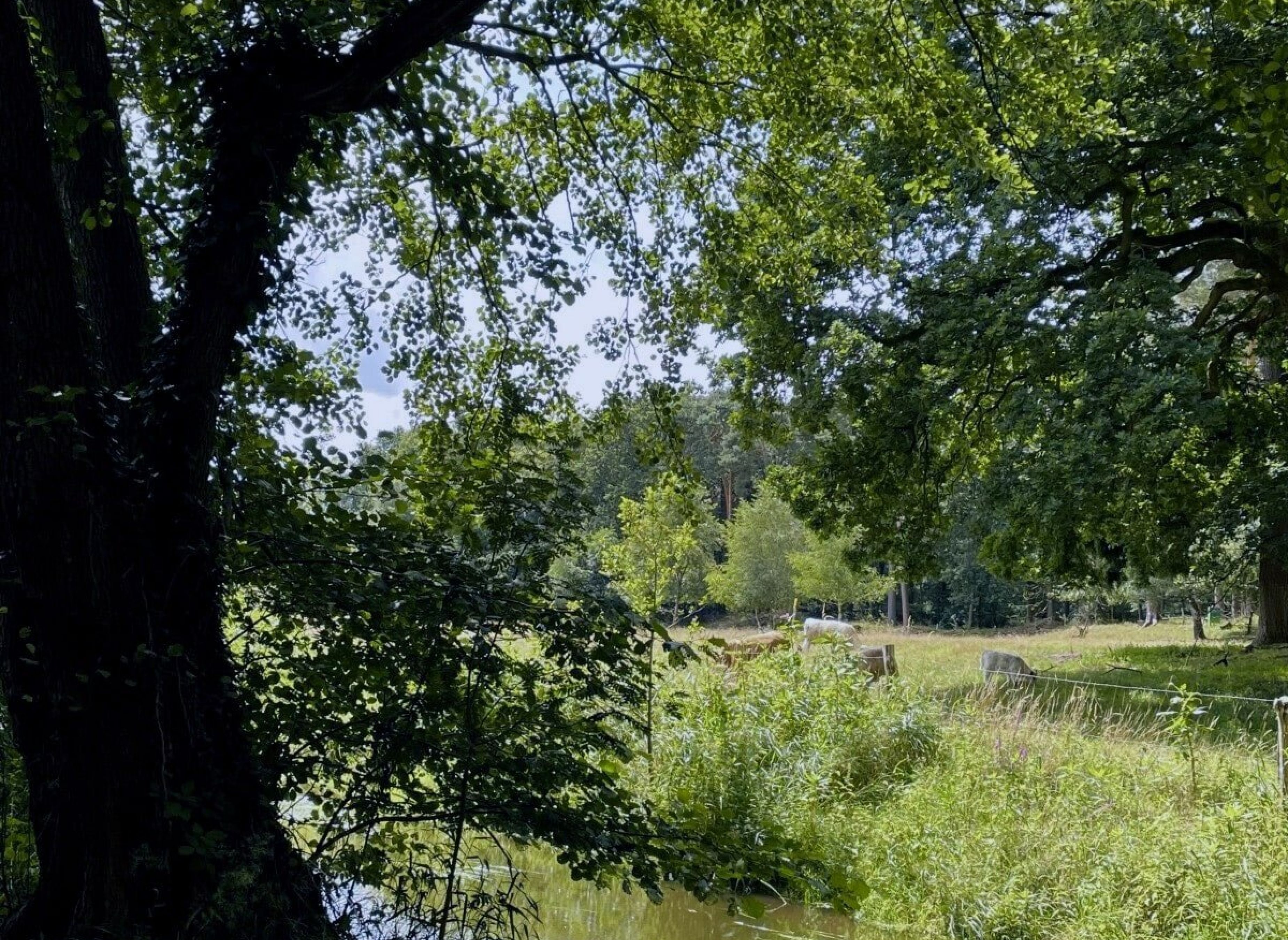 Auszeit auf einer wilden Wiese im Soestetal — Photo 3