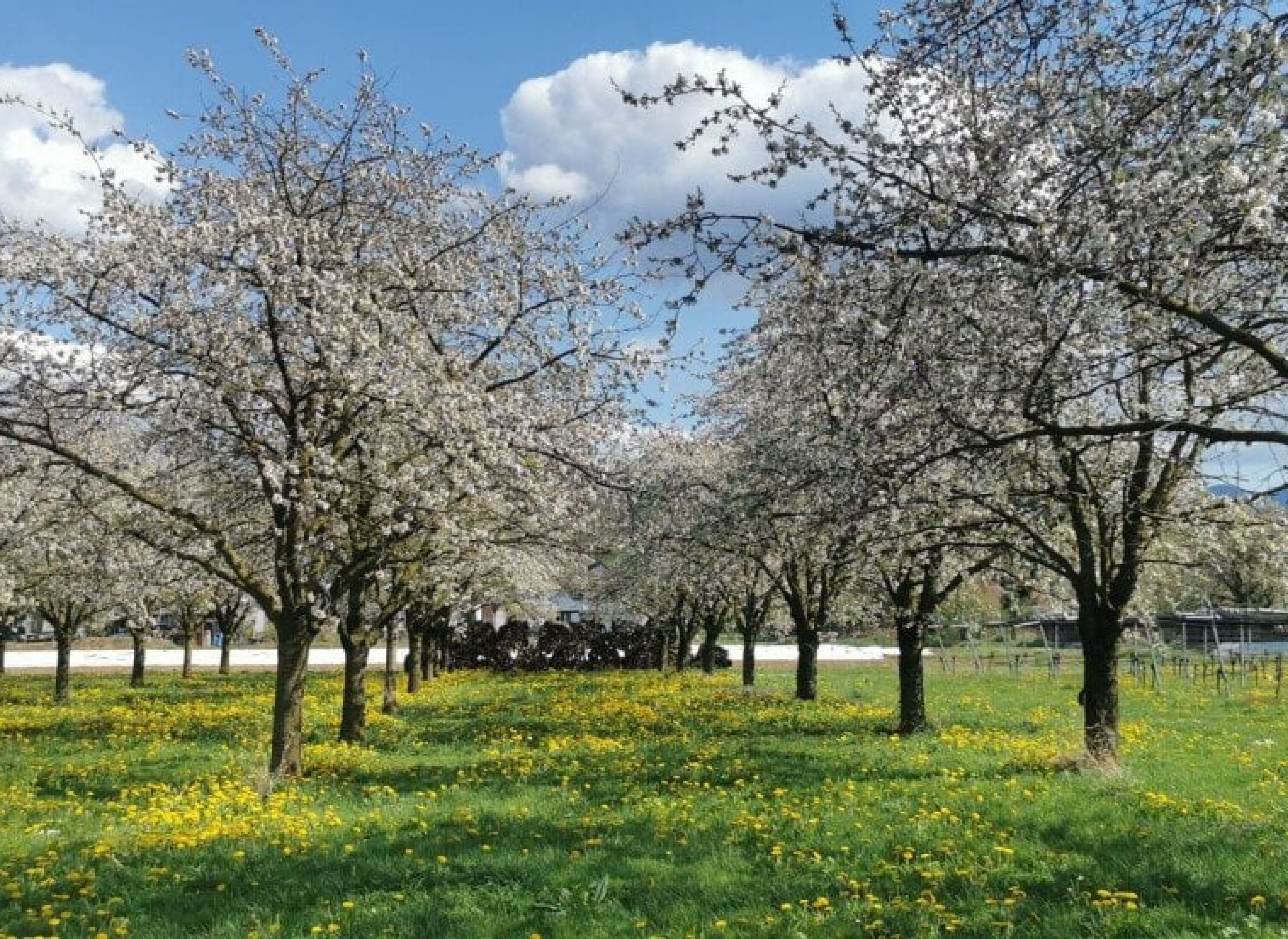 Auf einer Wiese inmitten von Kirschbäumen