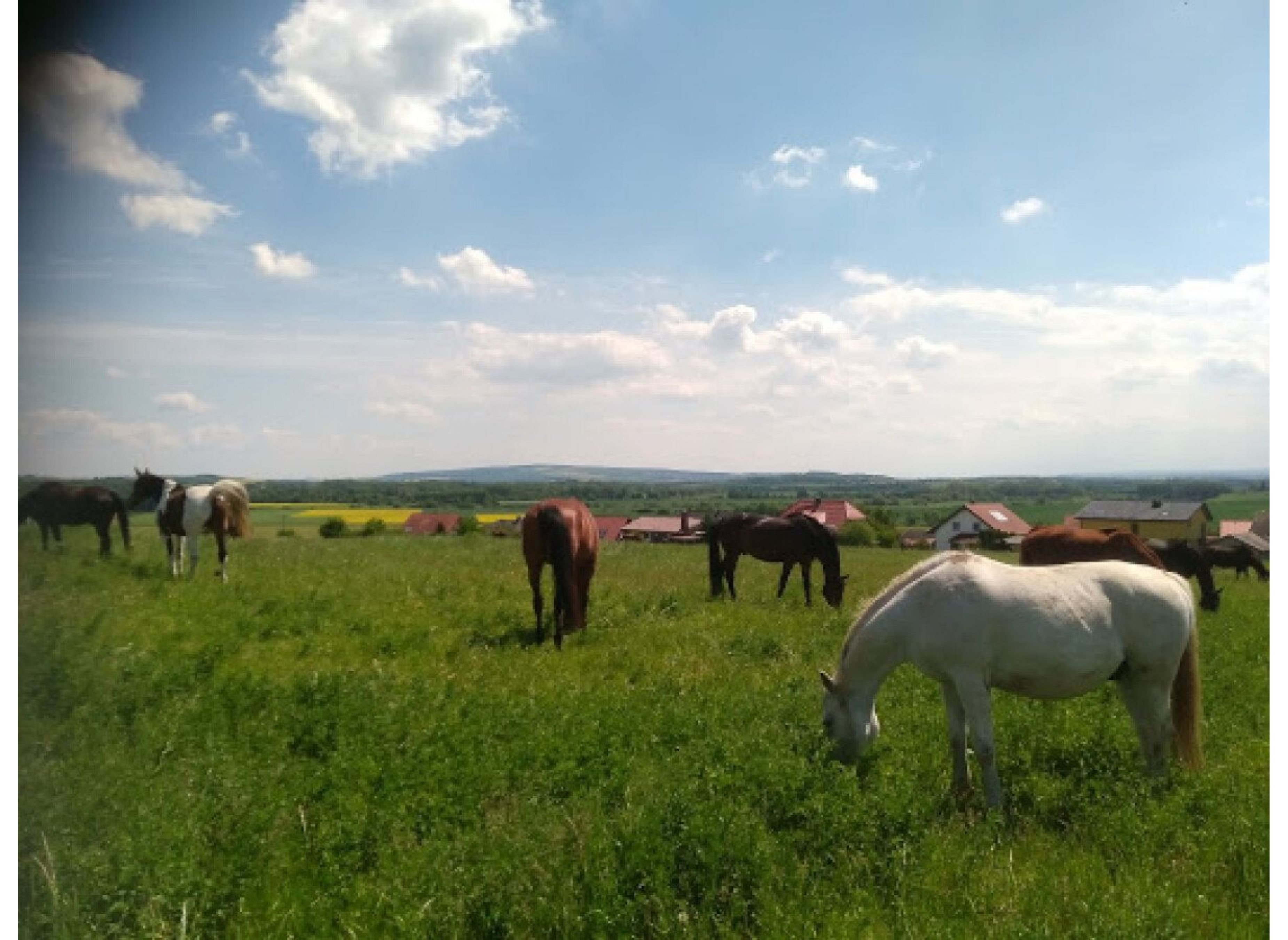 In der Natur mit Blick auf Weiden, Wald und Harz