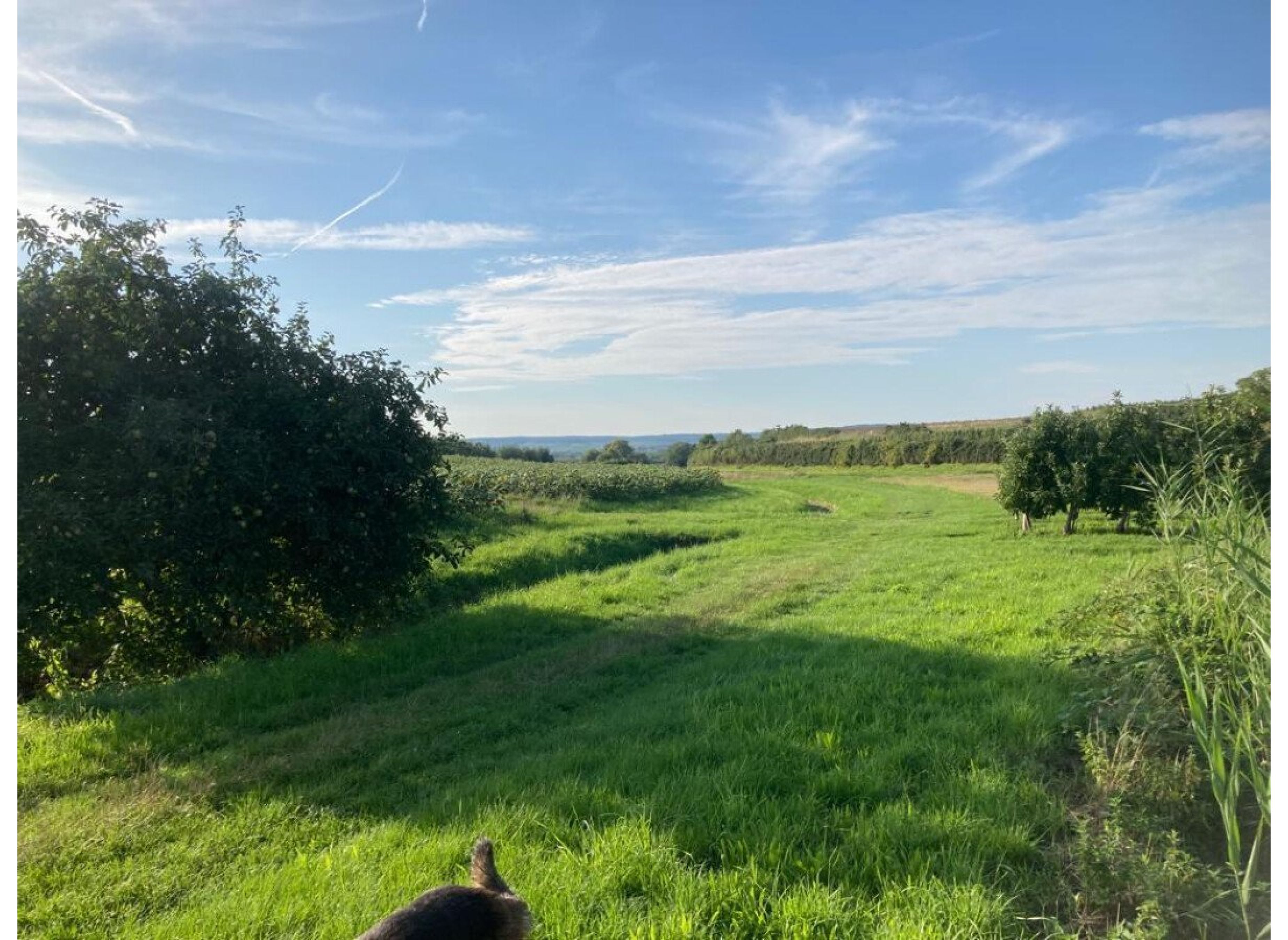 Stellplatz im idyllischen Grünen bei den Nussbäumen