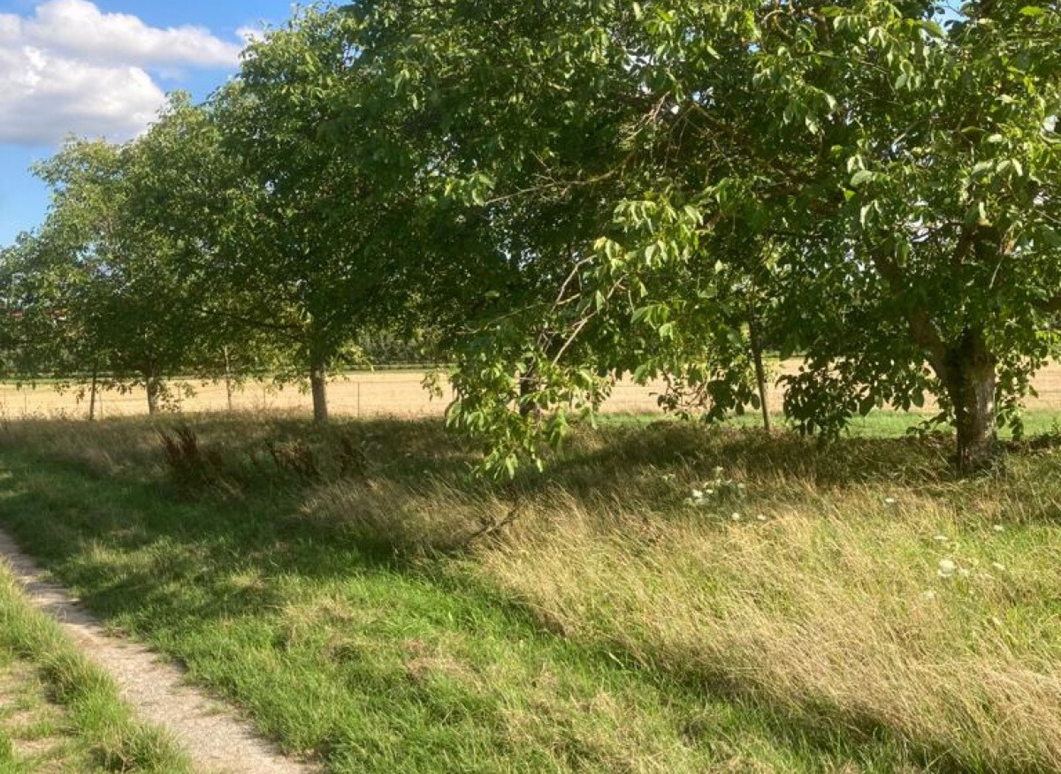Stellplatz im idyllischen Grünen bei den Nussbäumen — Photo 2