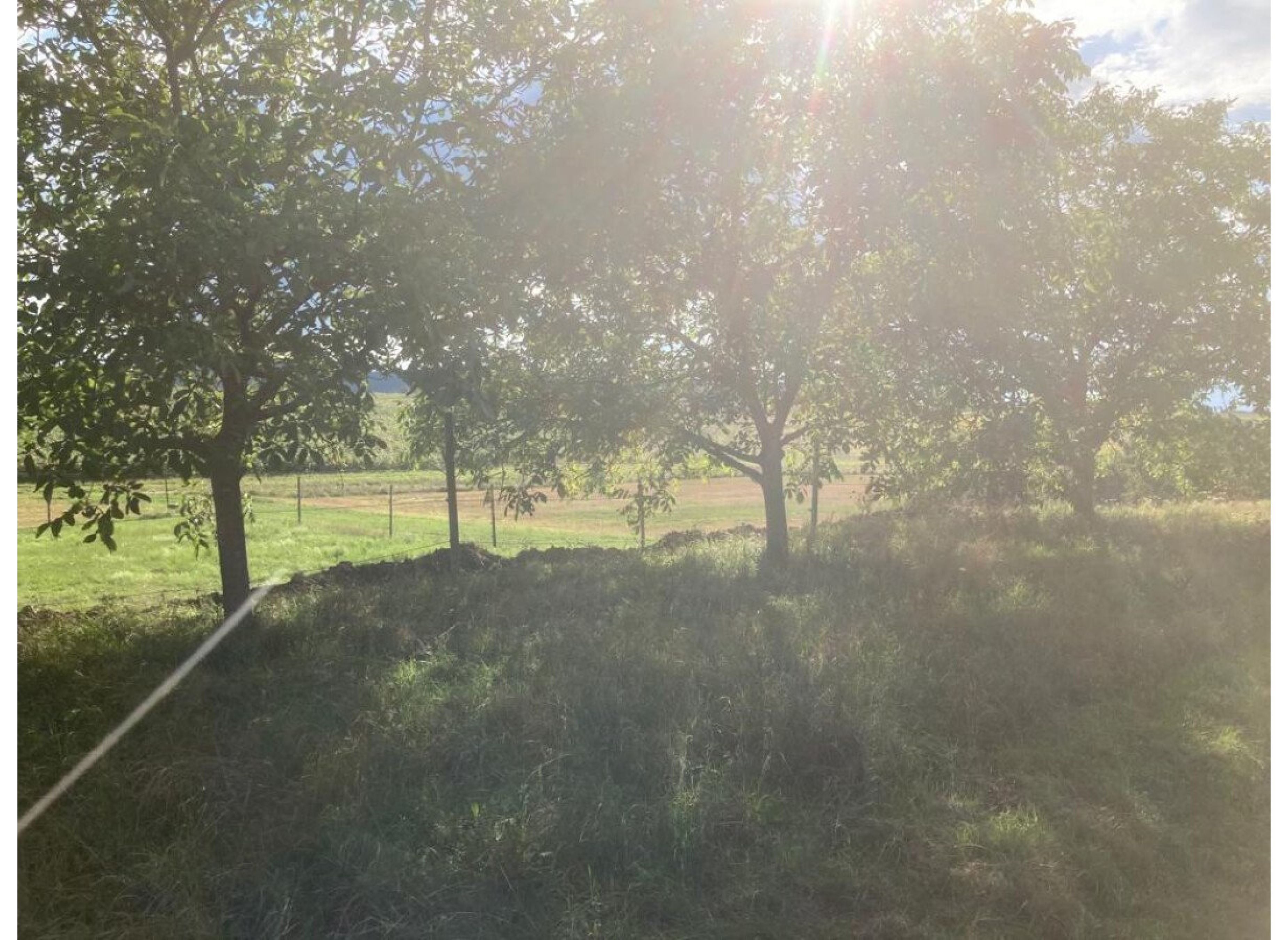 Stellplatz im idyllischen Grünen bei den Nussbäumen — Photo 3