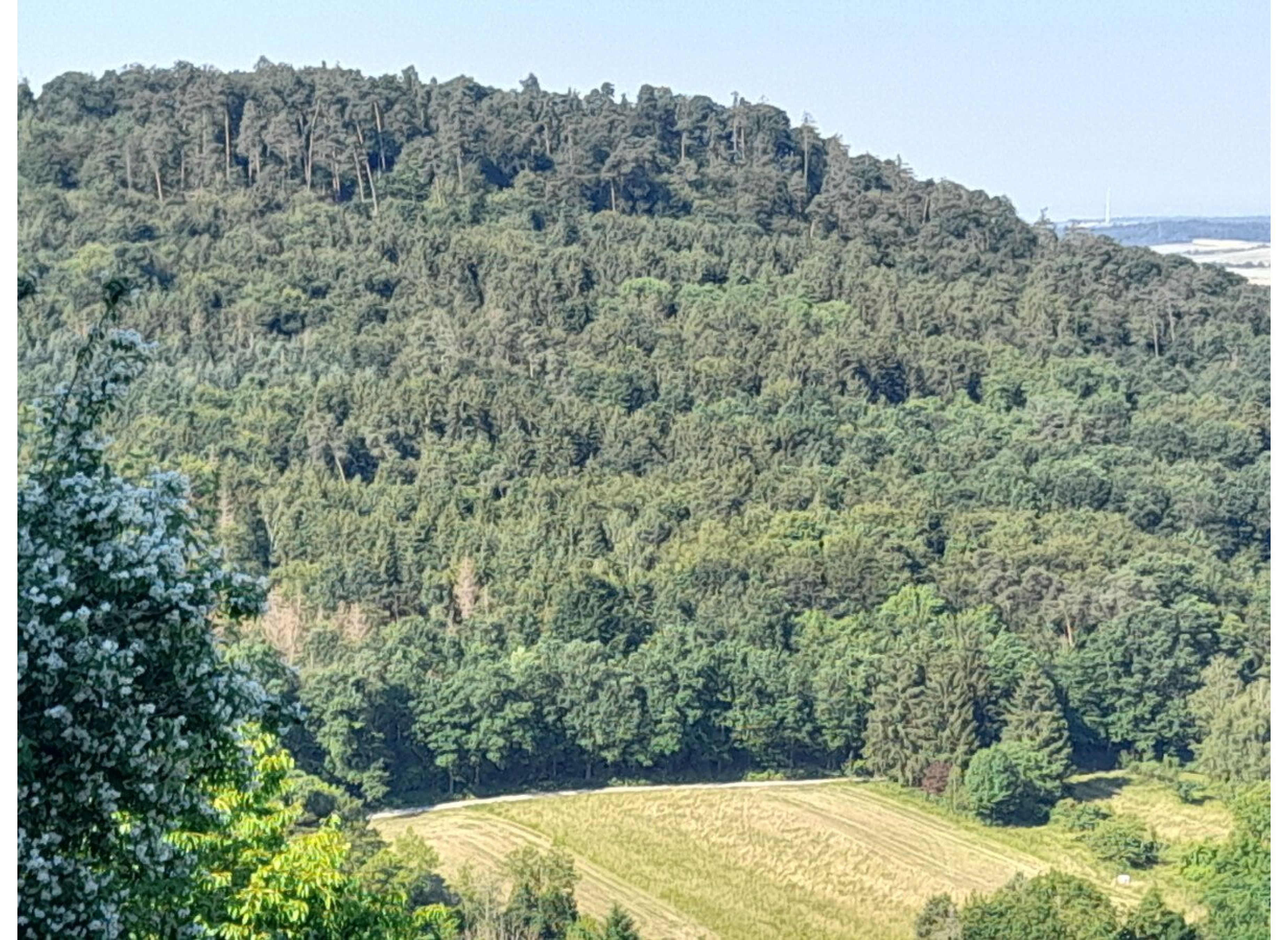 Waldrandidylle — Photo 2