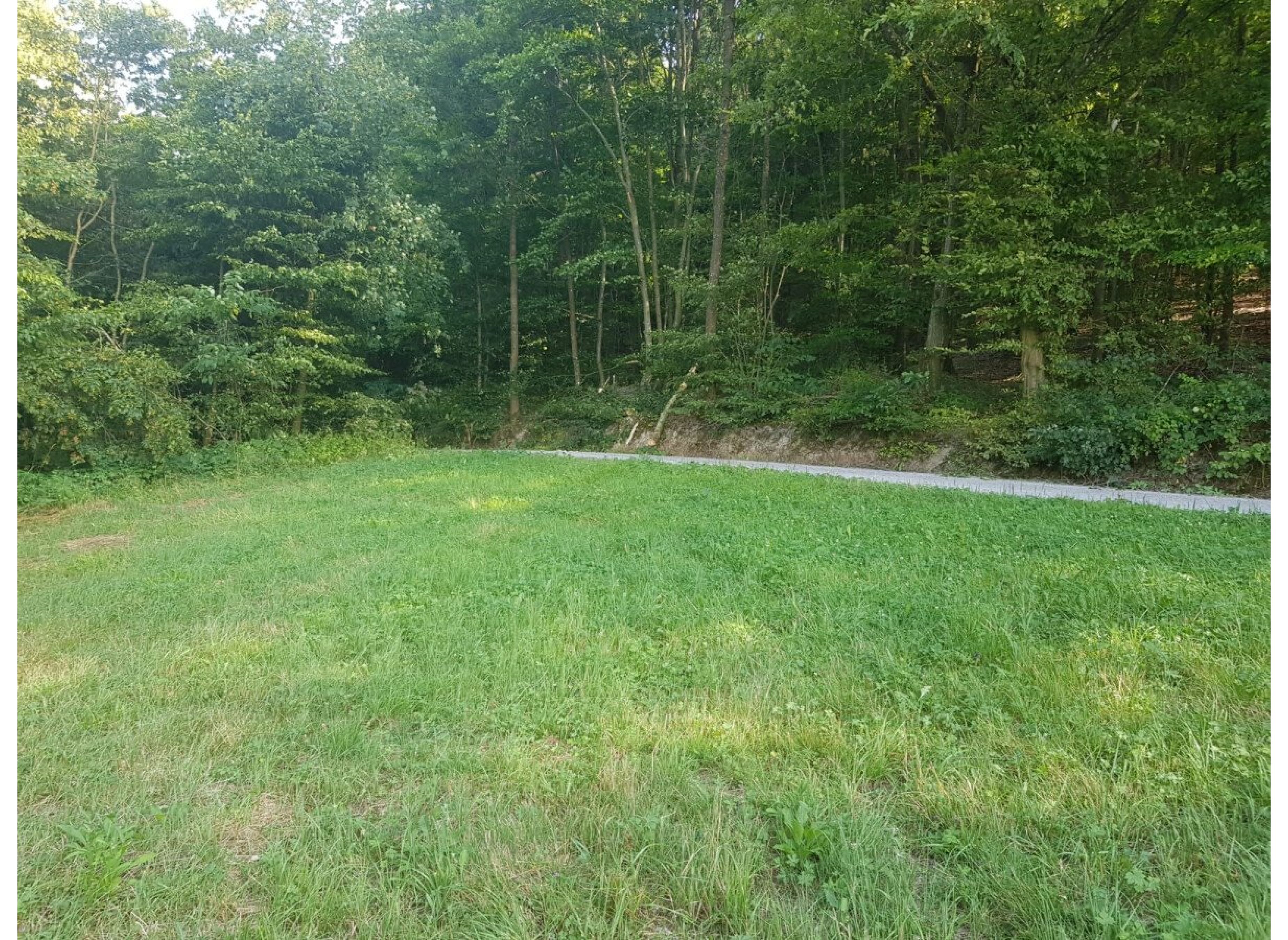 Waldrandidylle — Photo 3