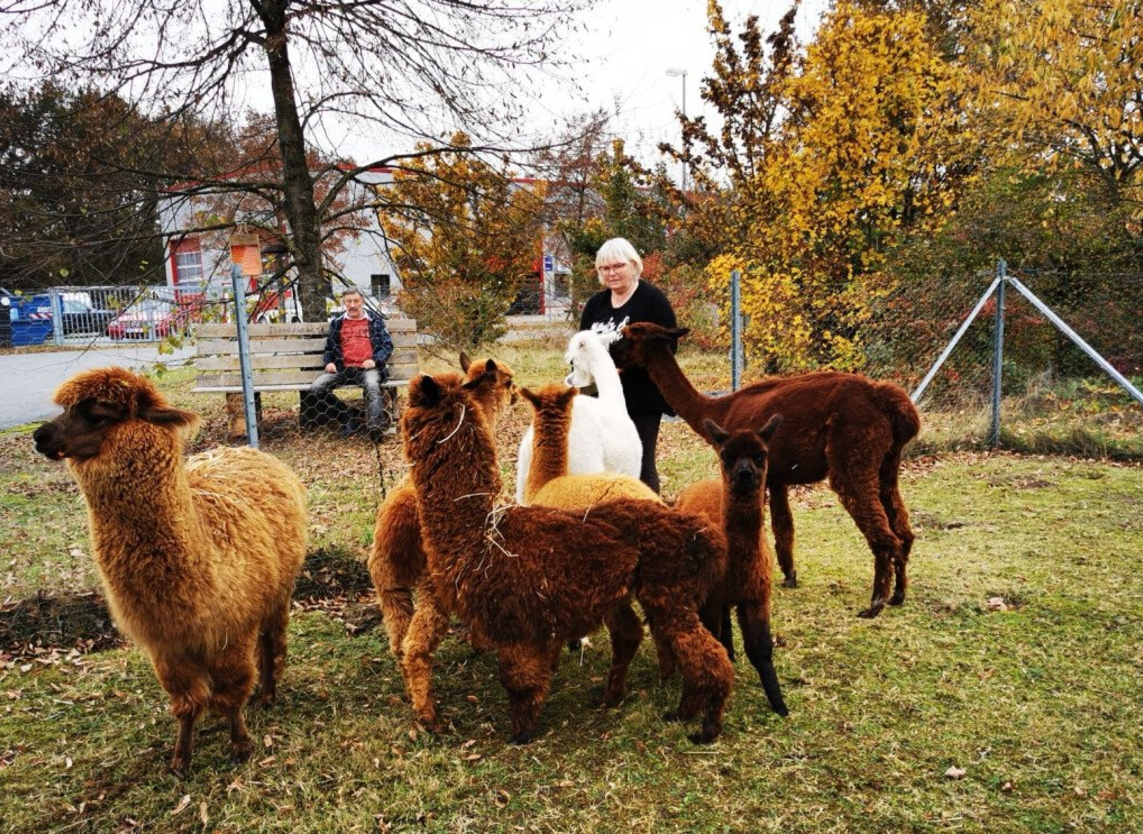 Idyllisch kleiner Hof mit Alpakas — Photo 2