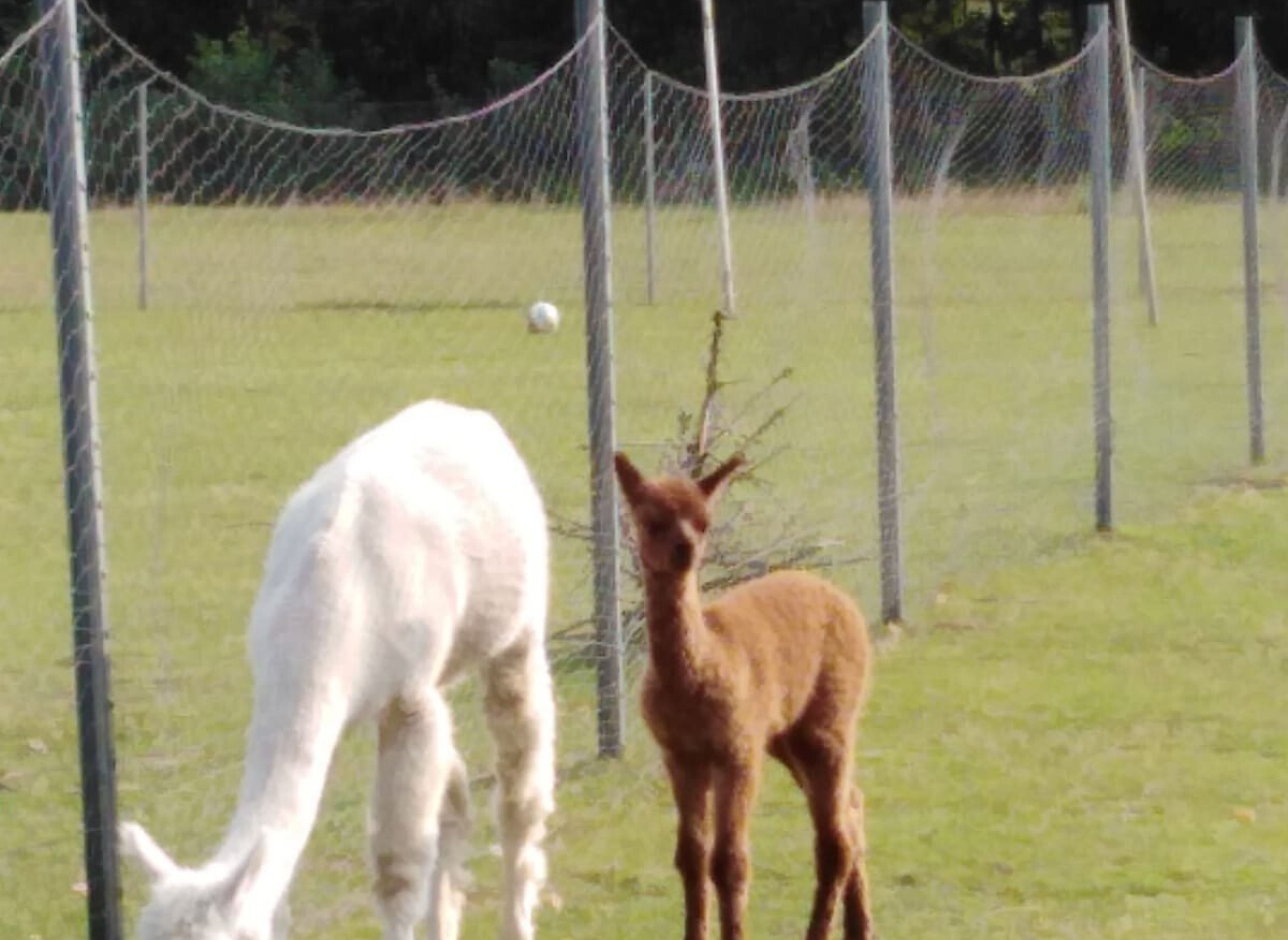 Idyllisch kleiner Hof mit Alpakas — Photo 3