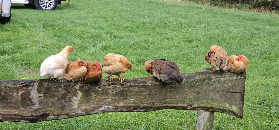 Scheers Hoeve Camperplaatsen — Photo 6