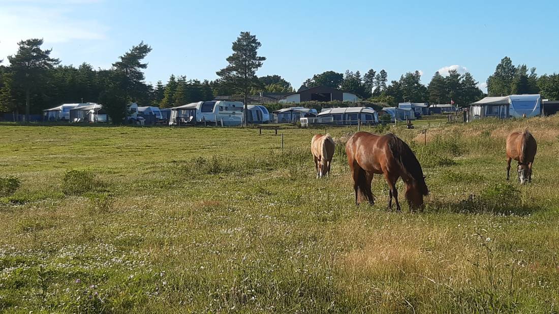 Løgismosestrand Camping **** — Photo 3