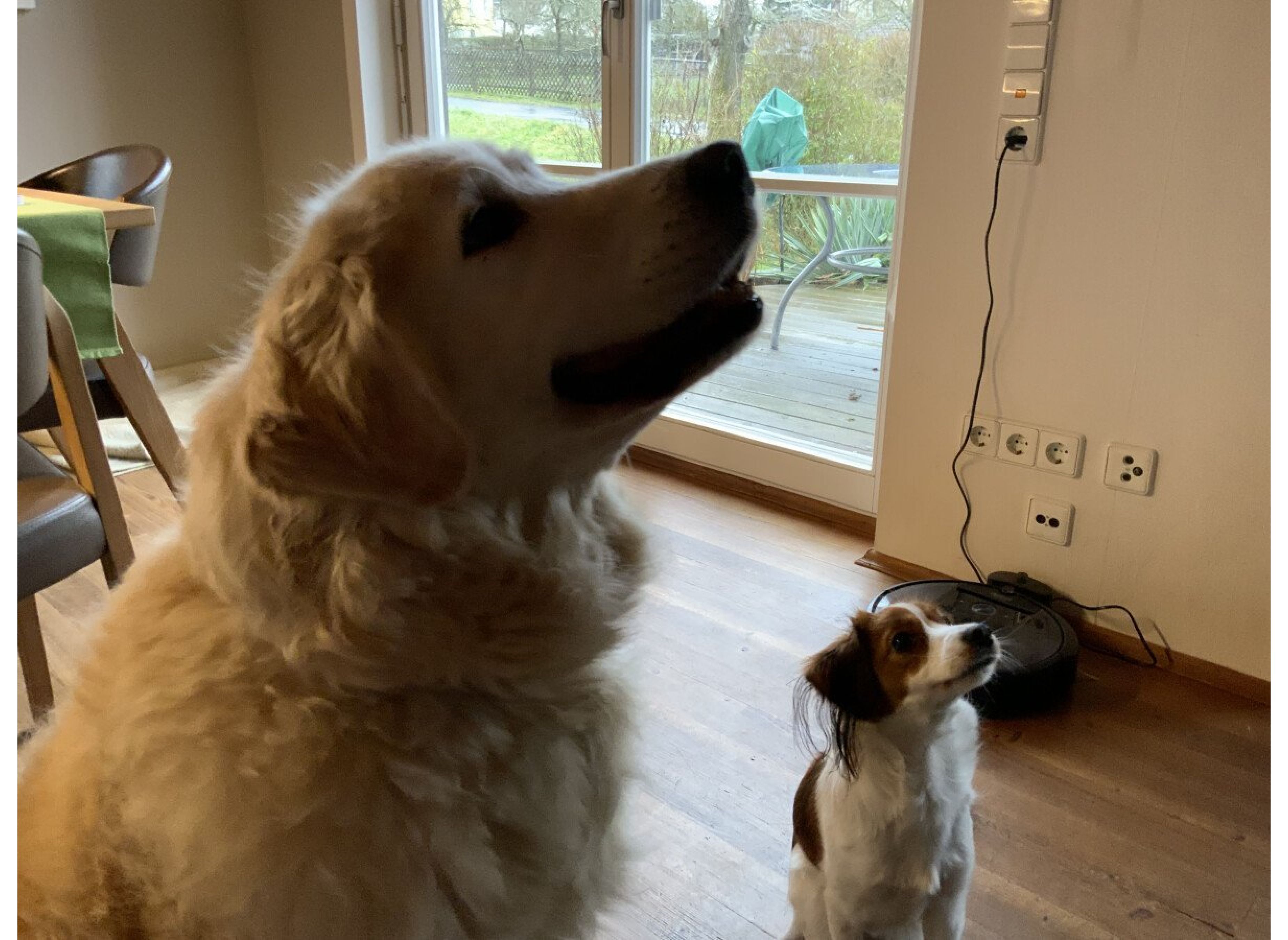 Einzelstellplatz an der Streuobstwiese — Photo 3