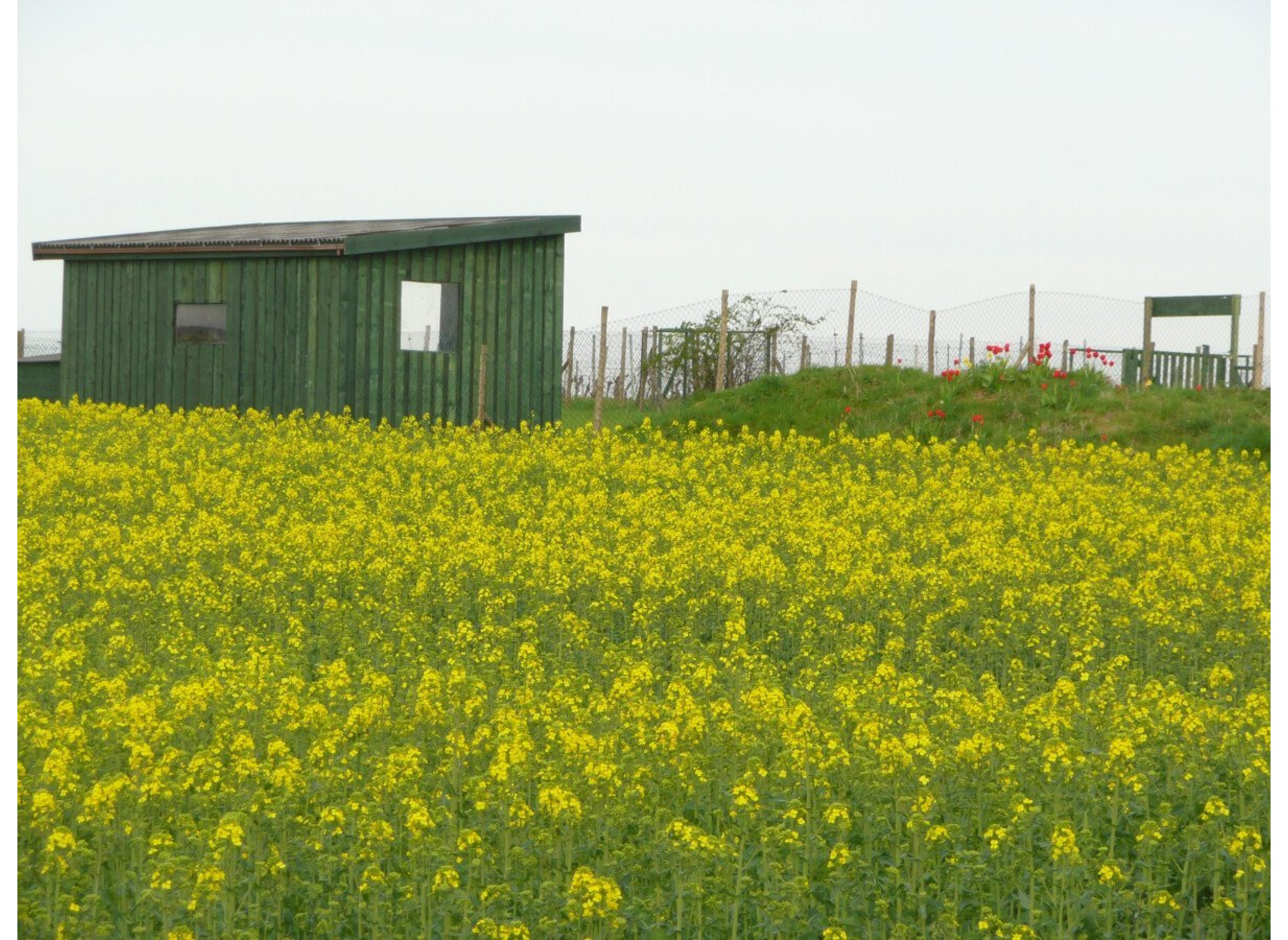 Stellplatz für Camper in idyllischer Lage – Perfekt für Natur- und Hundeliebhaber! — Motorhome pitch in Feilbingert