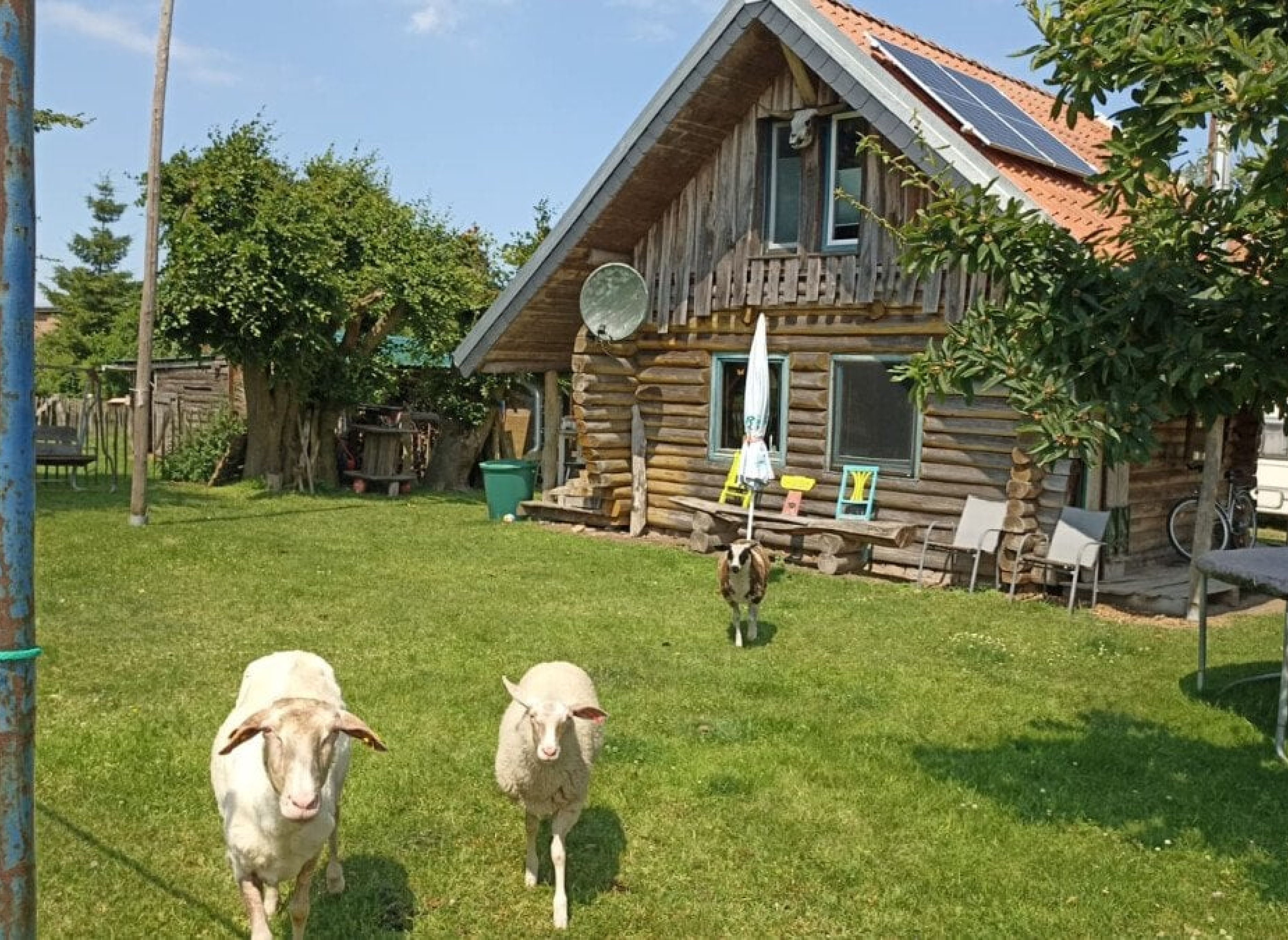 Althöfer Tannen Schonung — Photo 3