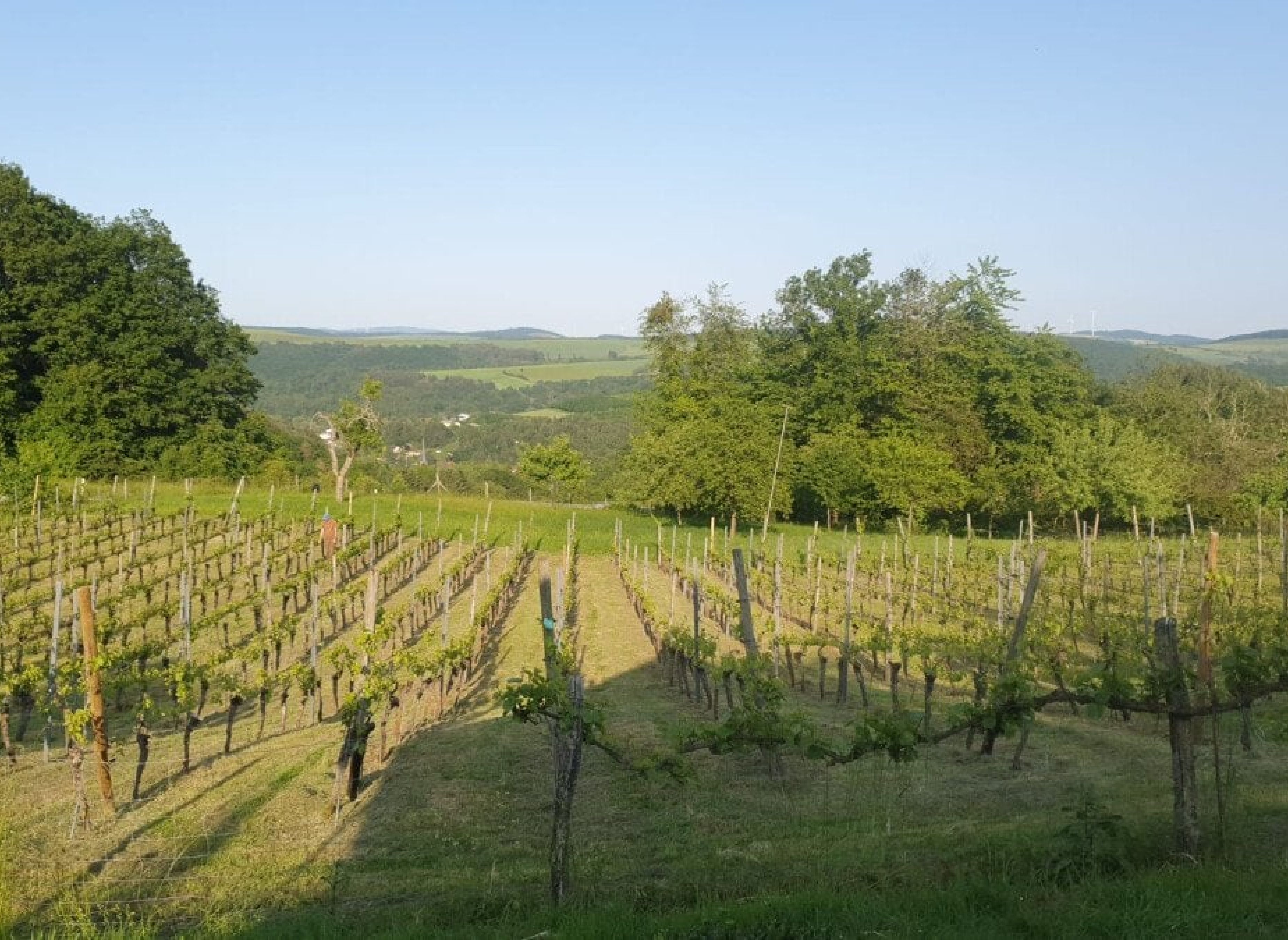Weinberg im Offenbacher Klostergarten des Pfälzer Berglands — Motorhome pitch in Offenbach-Hundheim