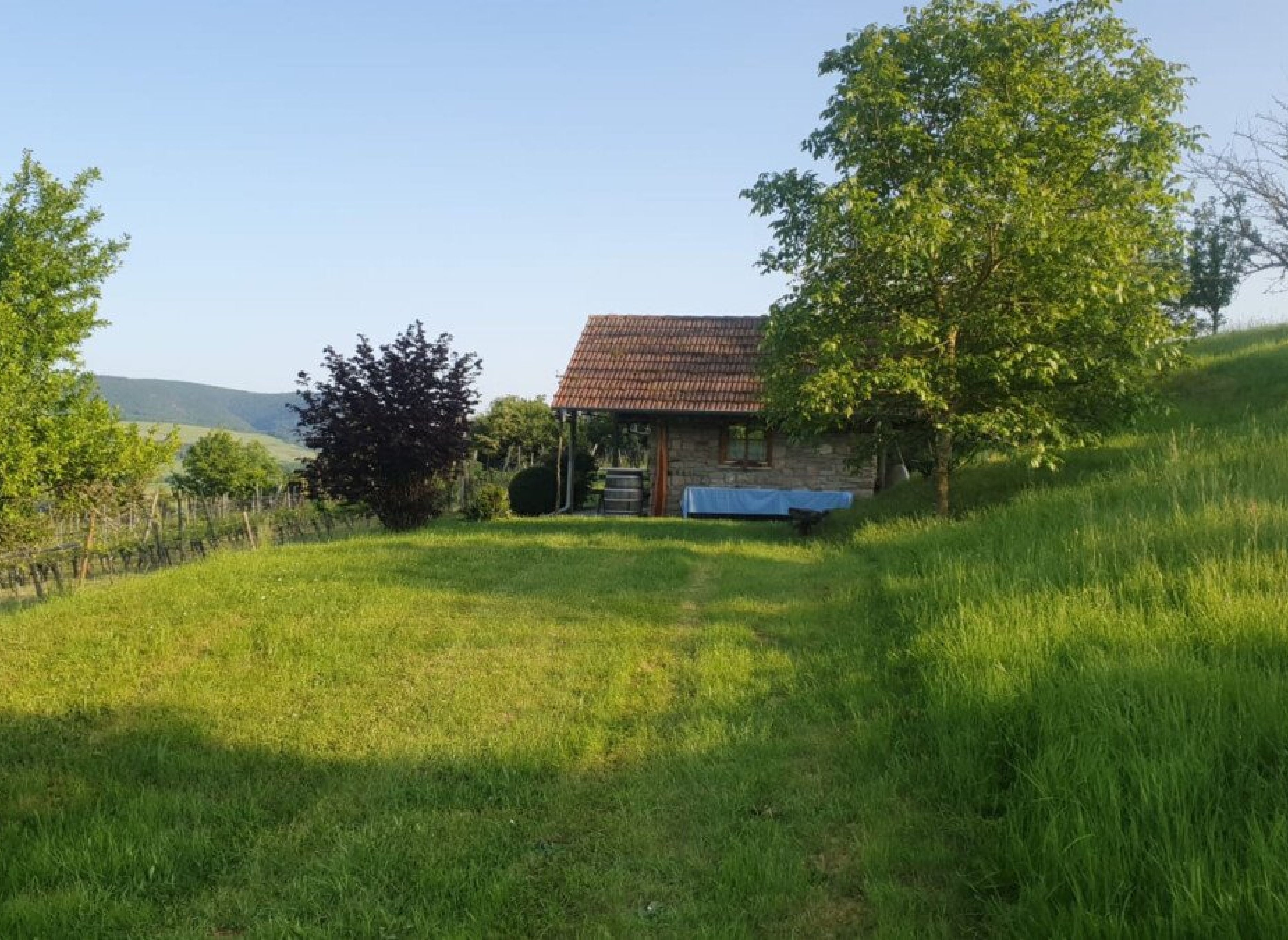 Weinberg im Offenbacher Klostergarten des Pfälzer Berglands — Photo 2
