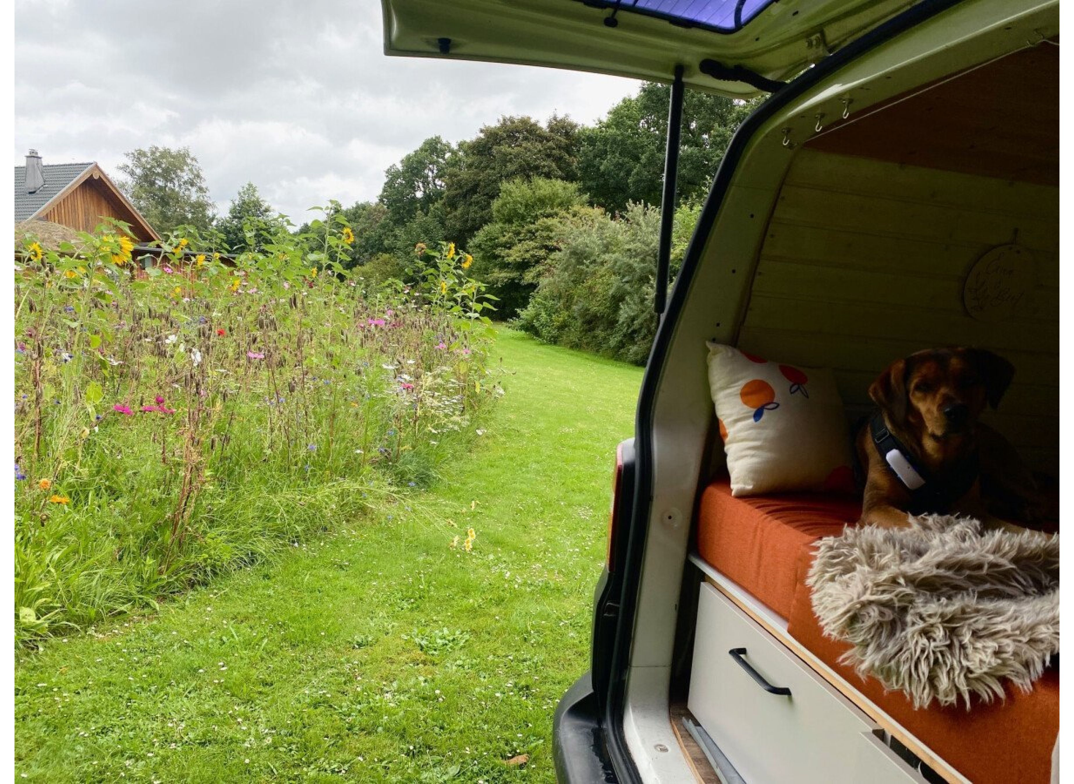 An der Blühwiese — Photo 2