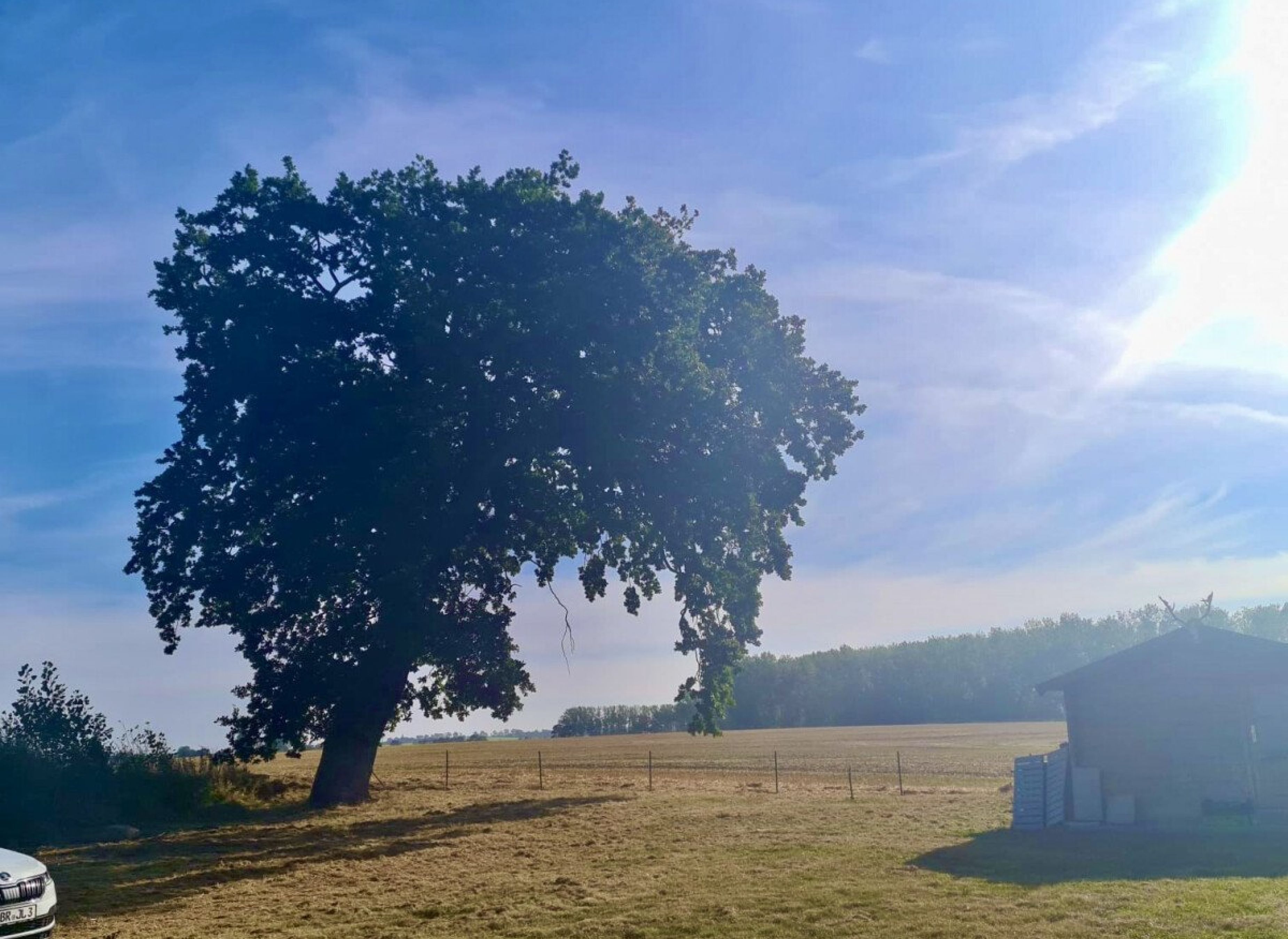 Wildpflanzenwiese Nähe Ostsee — Photo 2