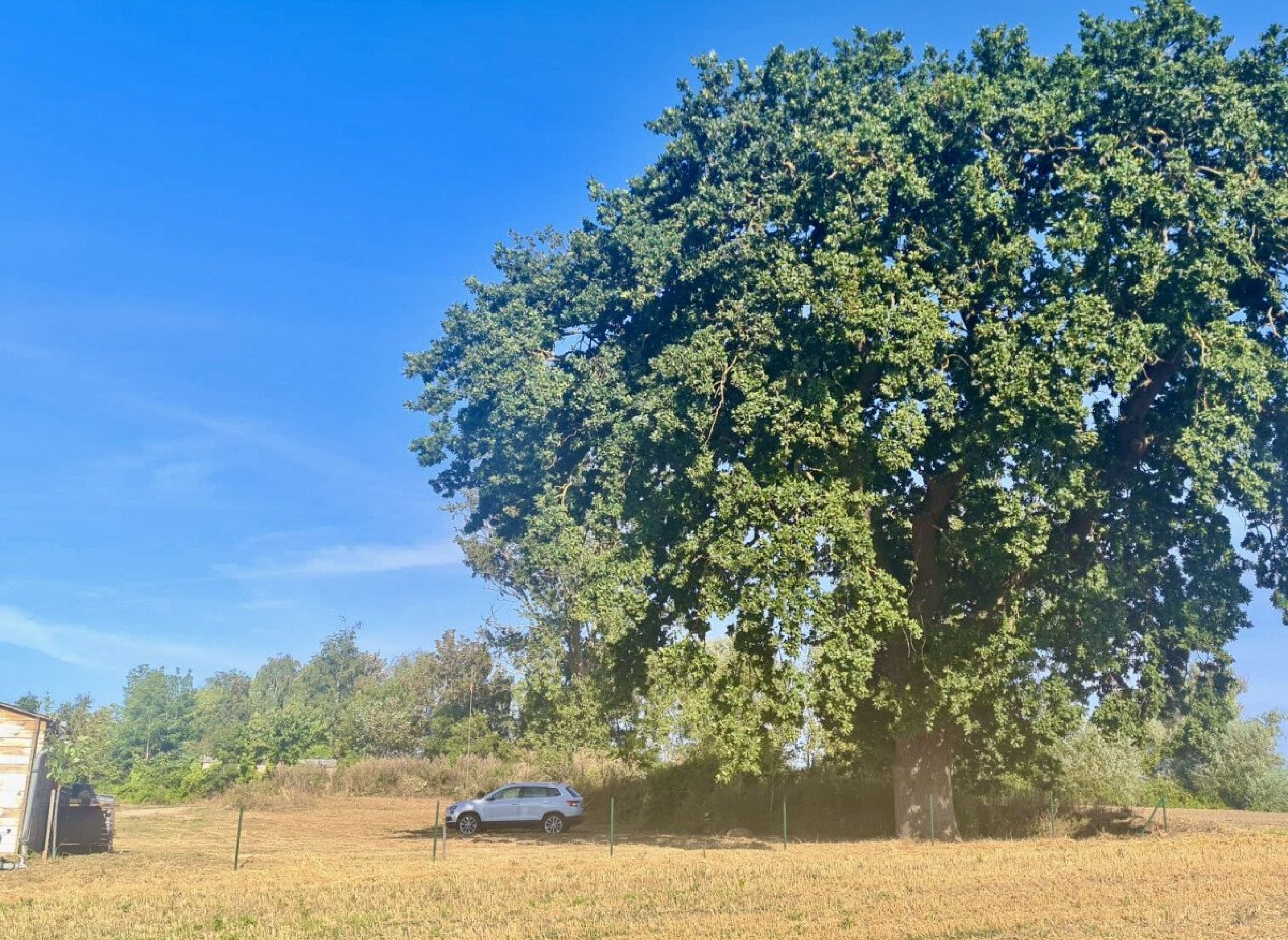 Wildpflanzenwiese Nähe Ostsee — Photo 3